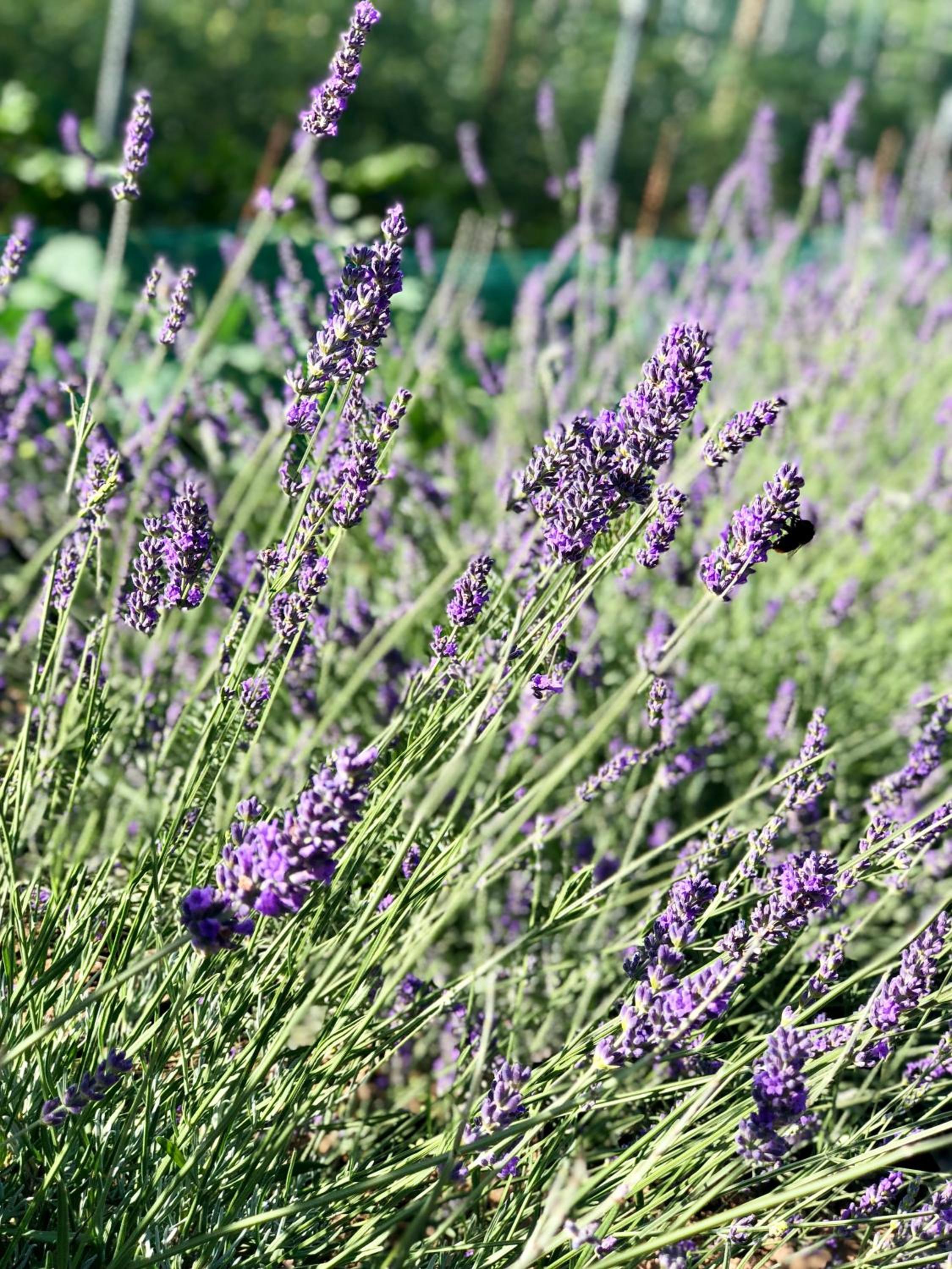 Agriturismo Sicher