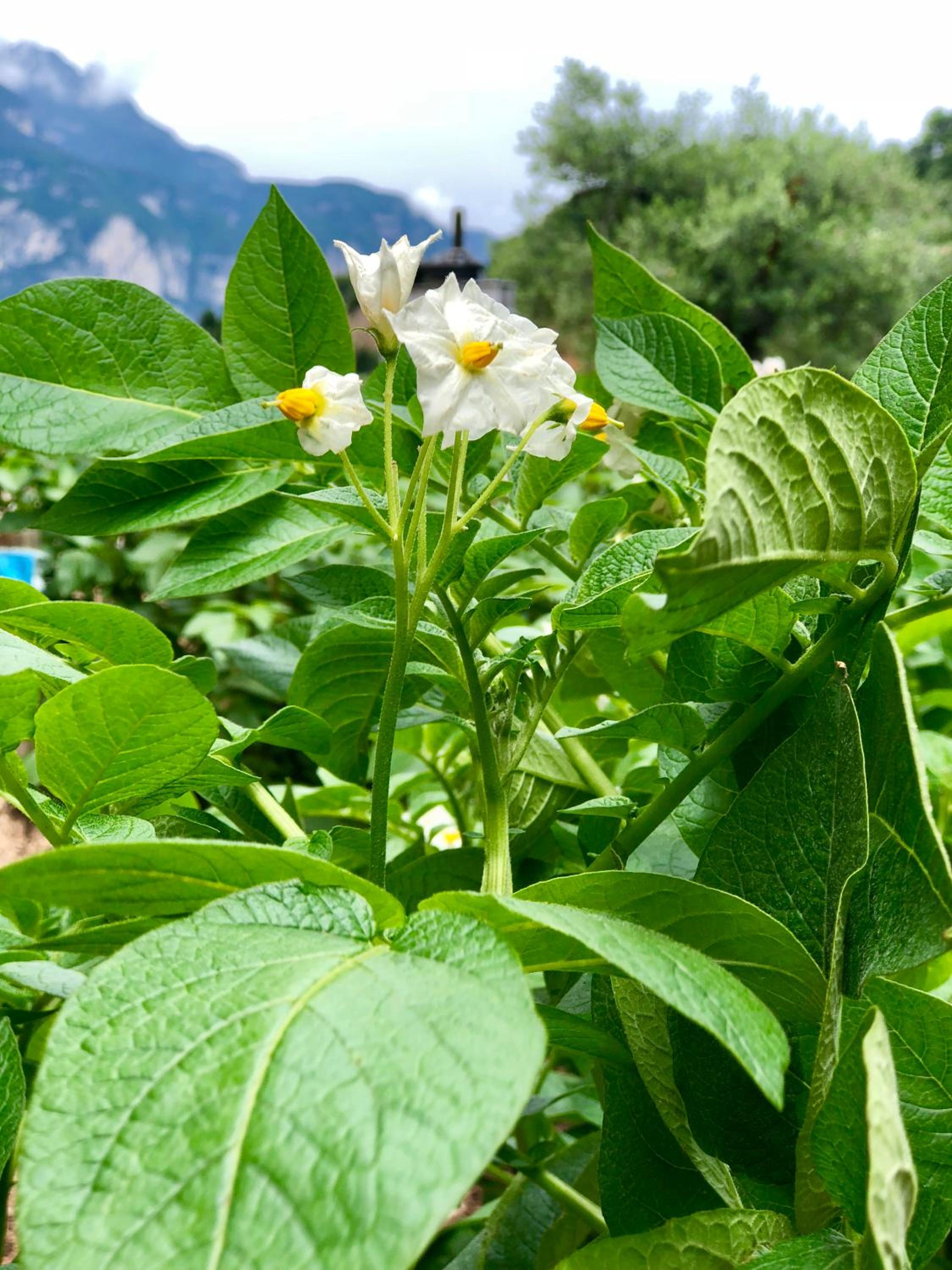 Agriturismo Sicher