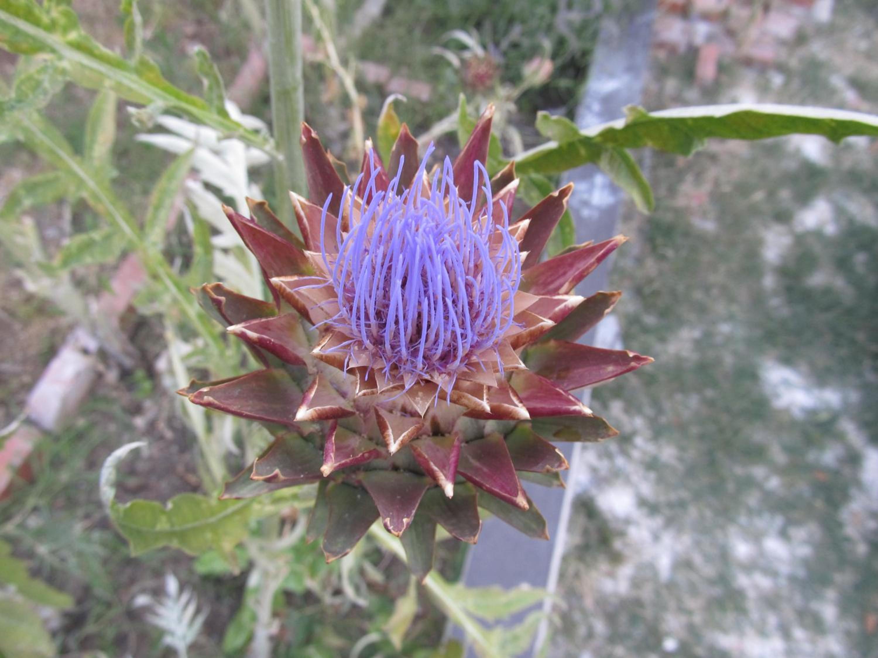 Photo 44