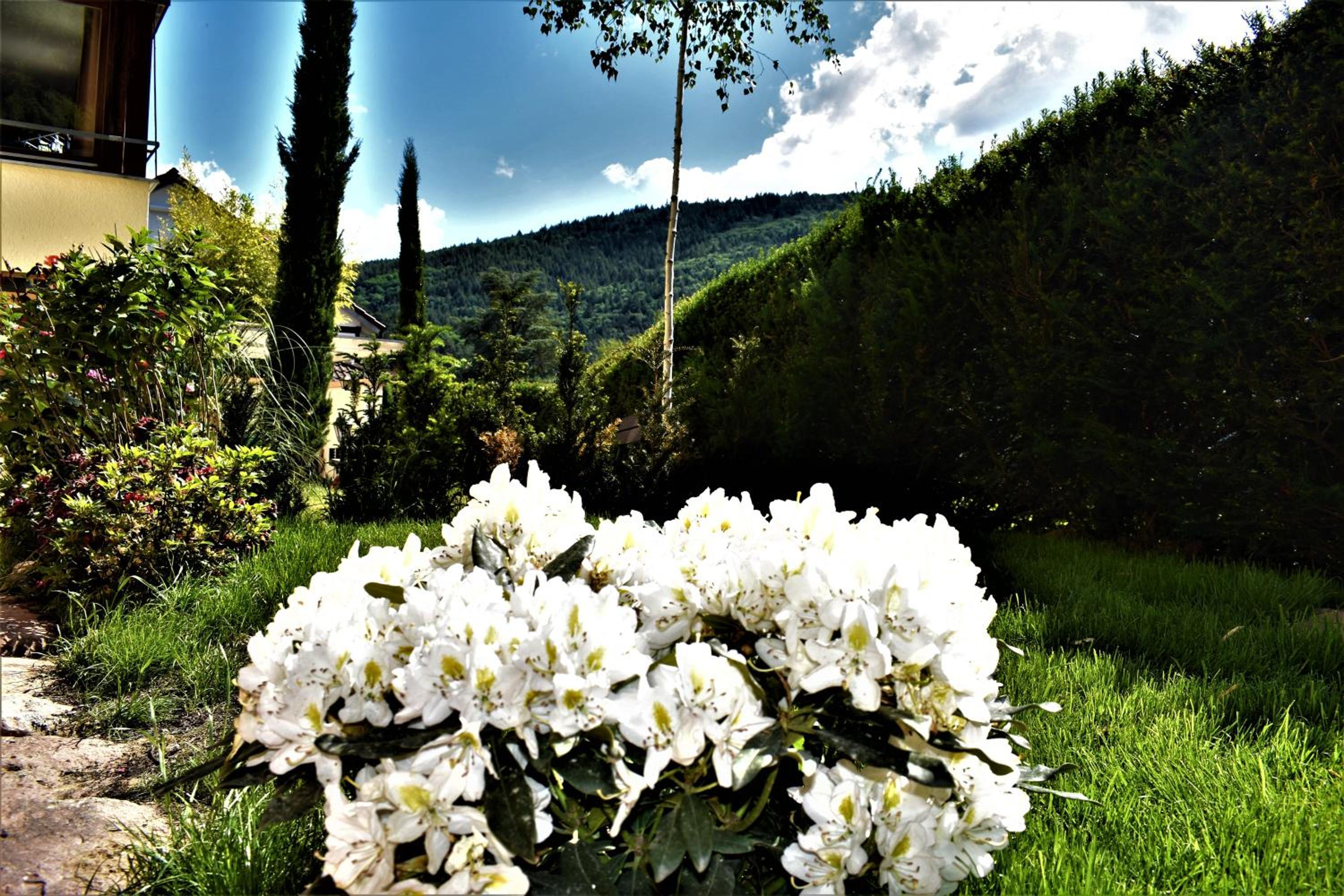 Photo 46