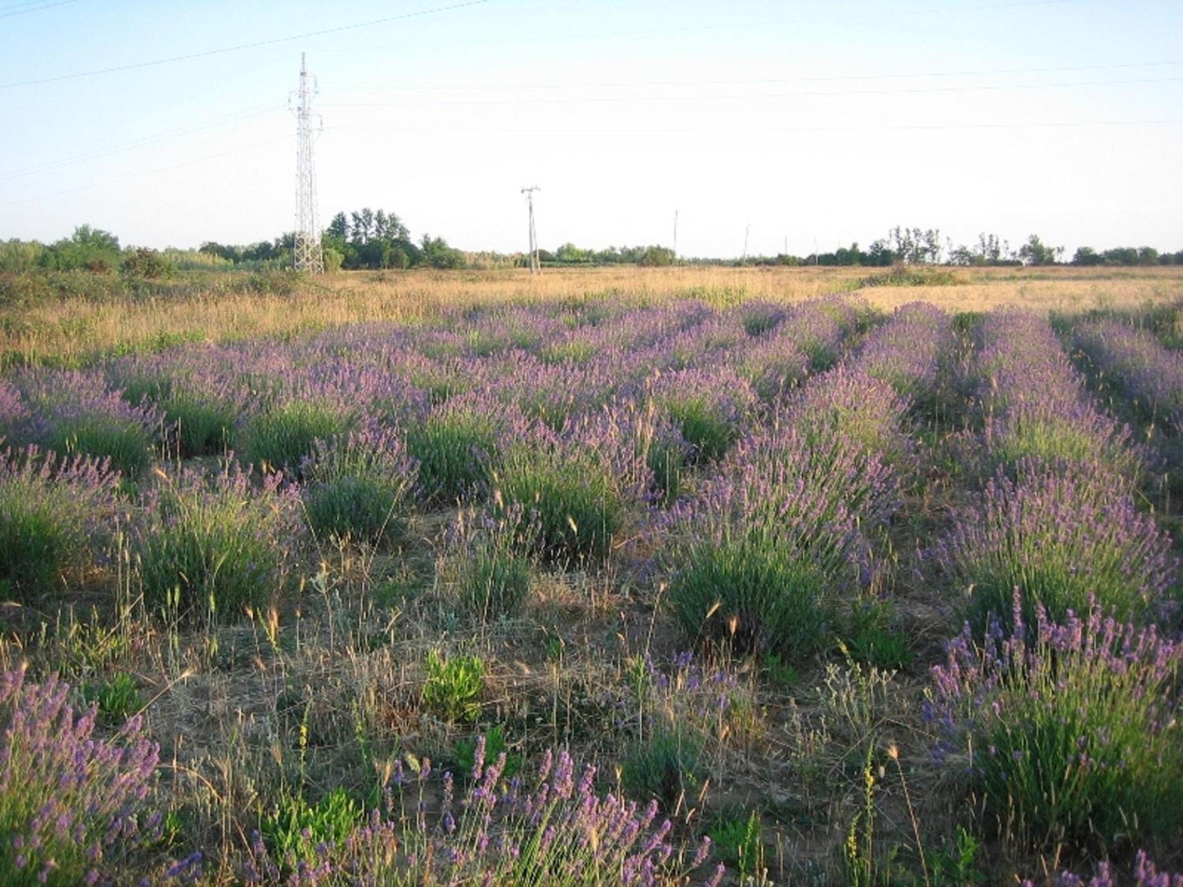 Photo 22