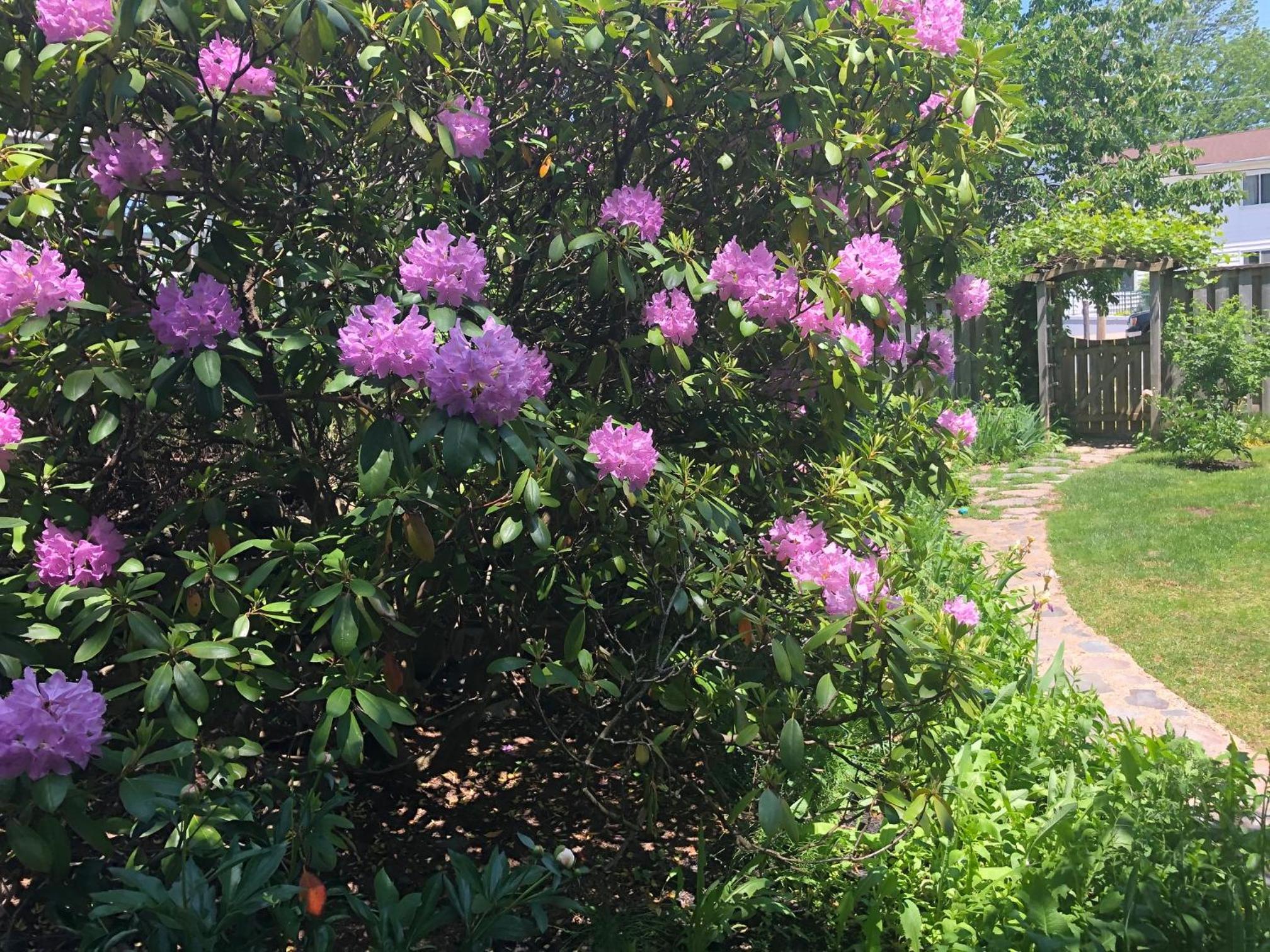 The Stella Rose B&B