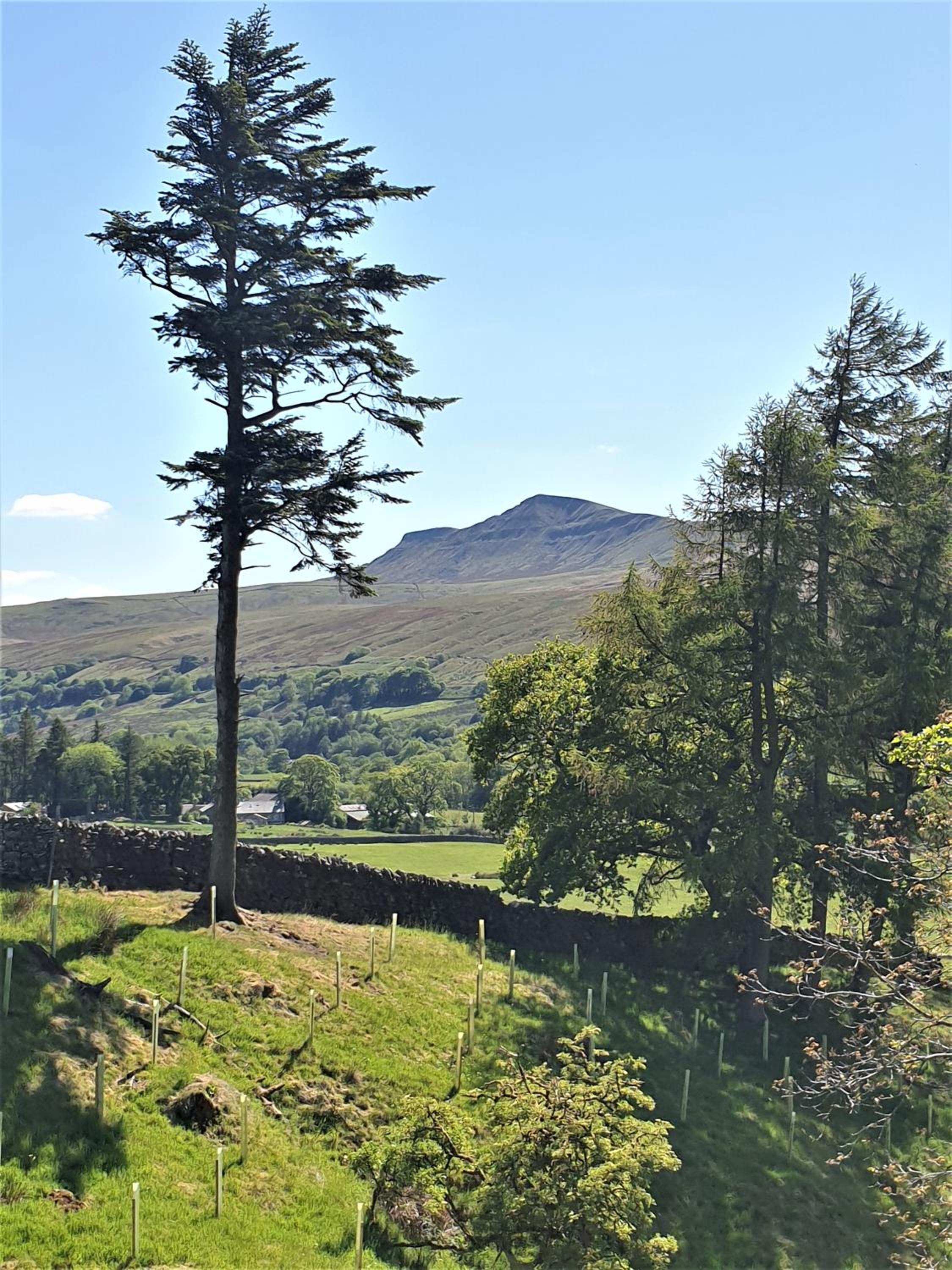 Elysian Fields @ Ing Hill Lodge view 5