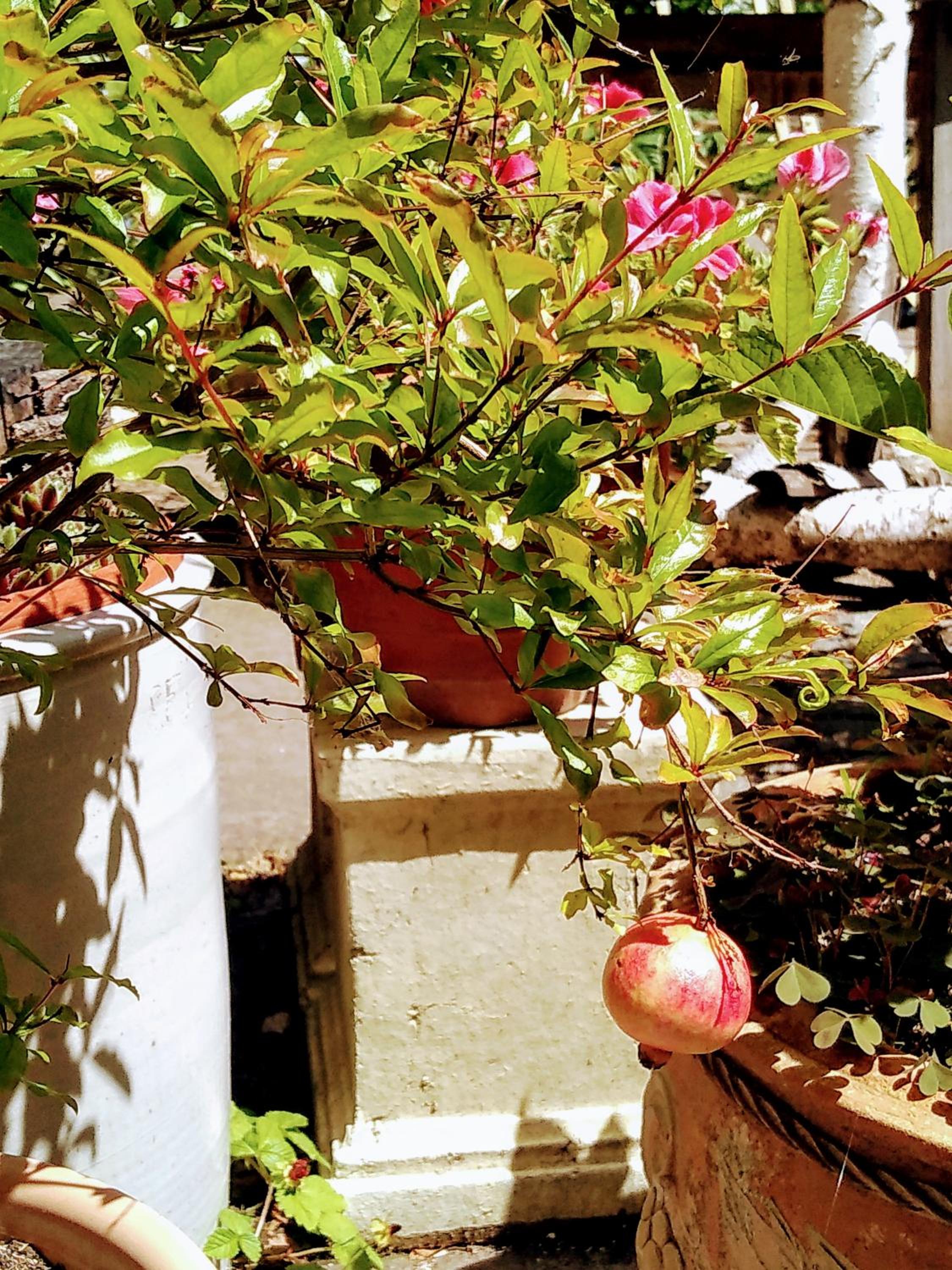 Photo 23