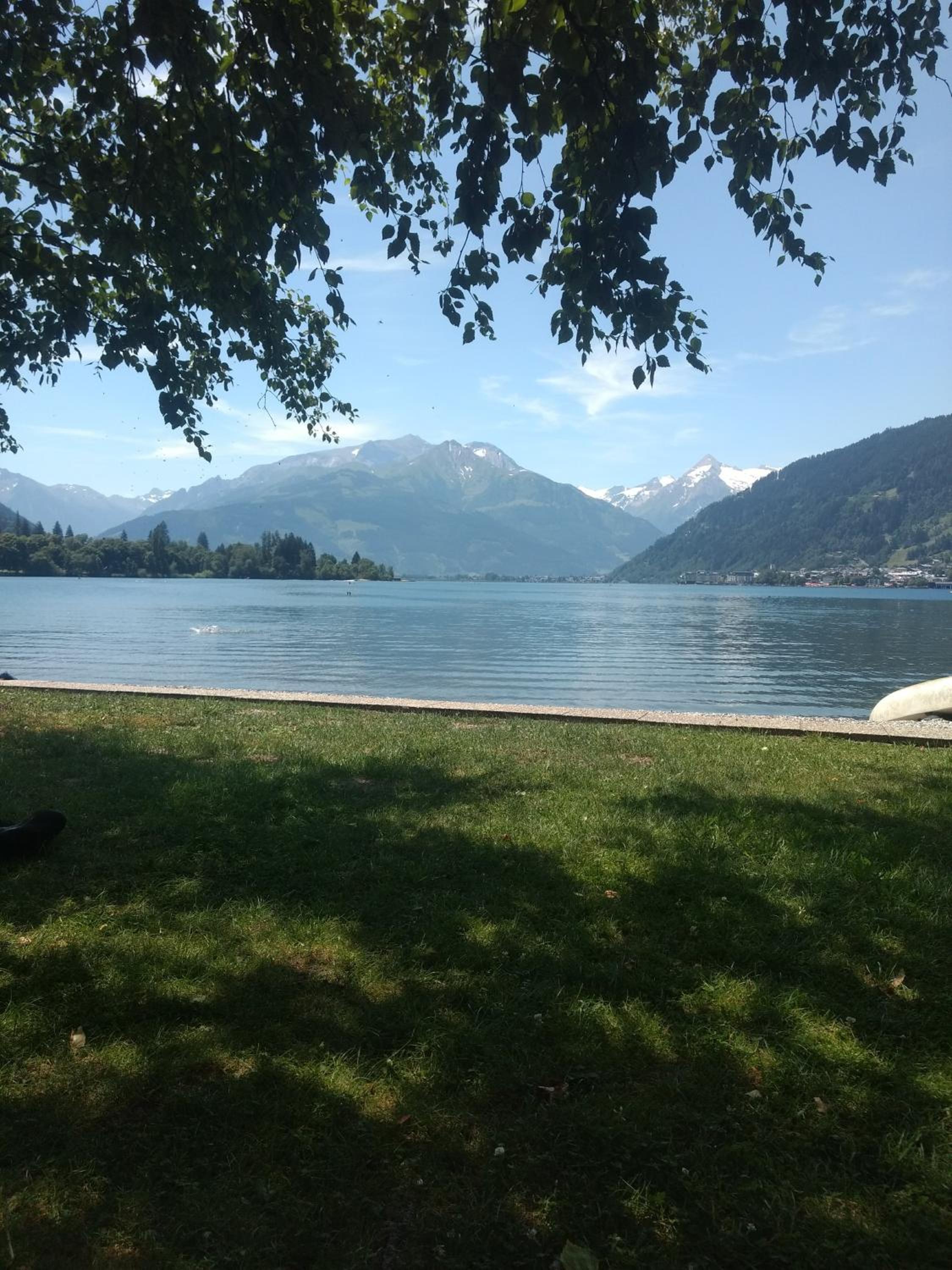 Wildente am See