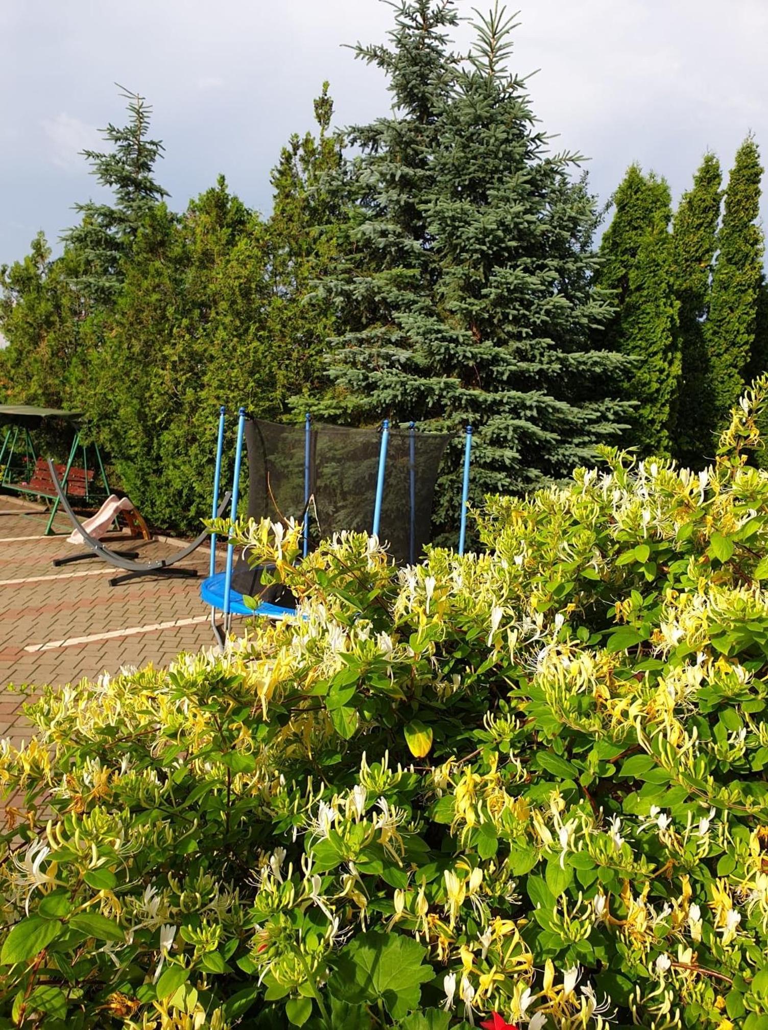 Pensiunea Confort view 4