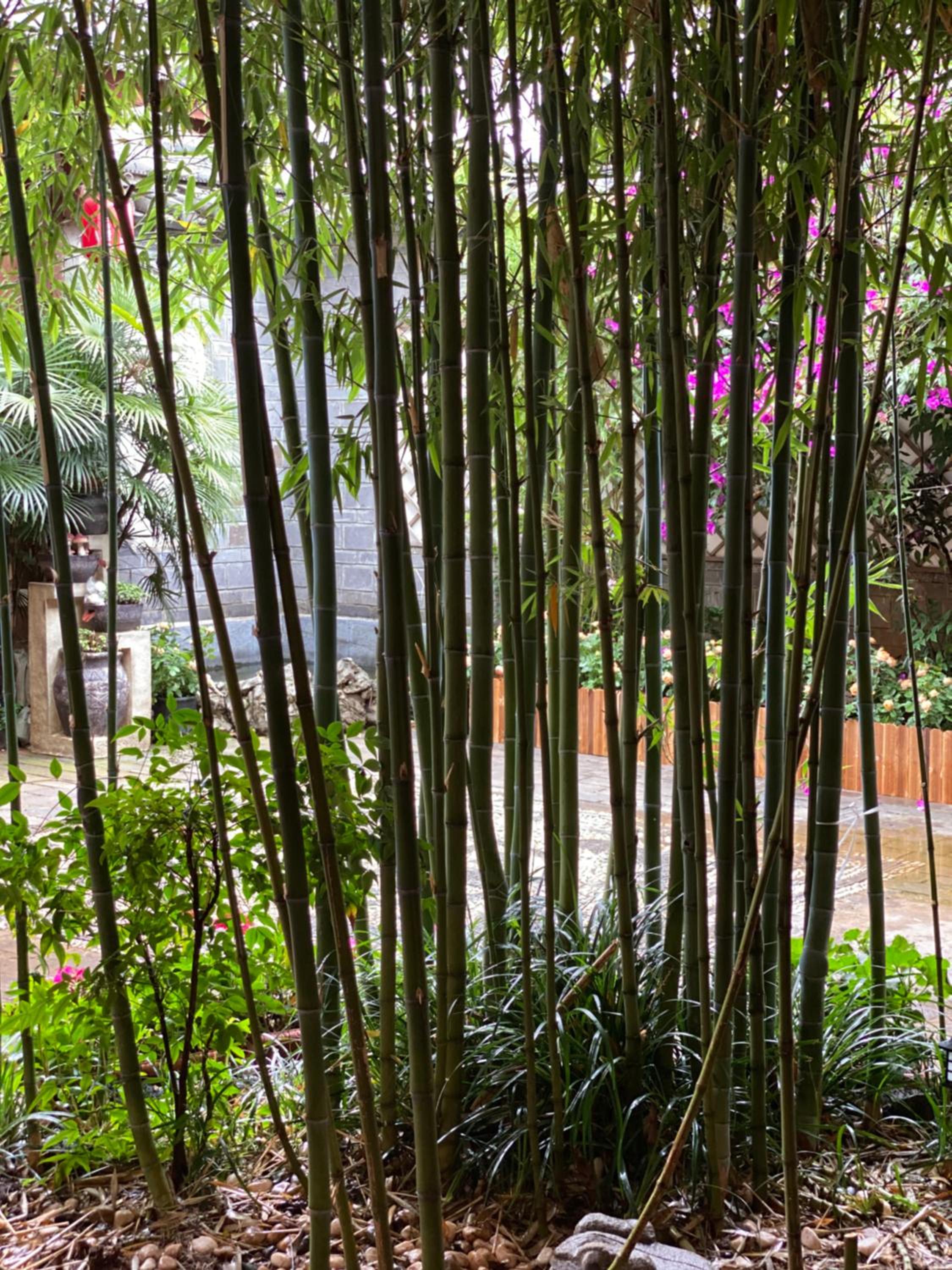 夕露小榭古城南门店 Xilu Xiaoxie Inn Old Town Lijiang
