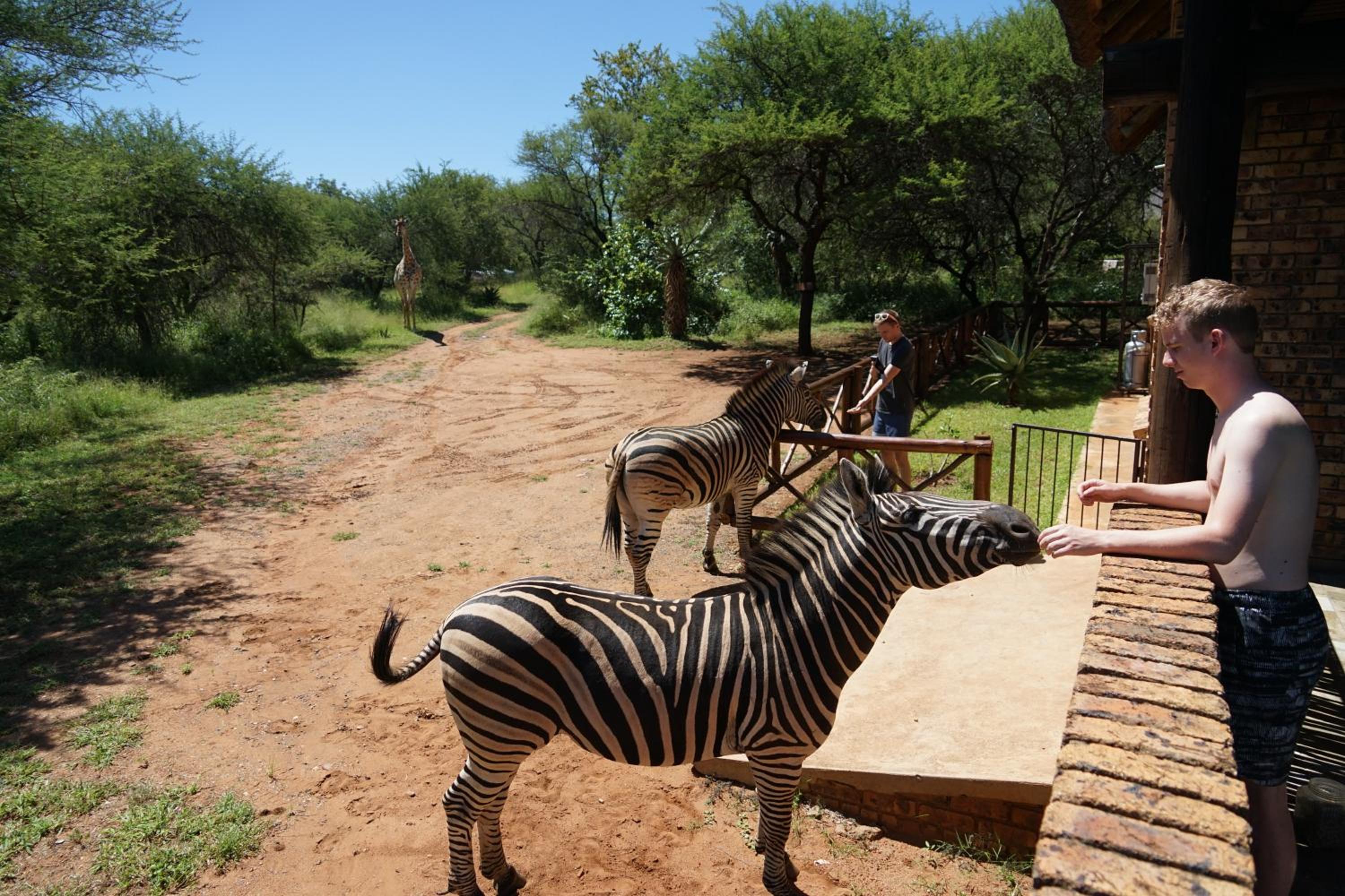 Giraffe plains view 3