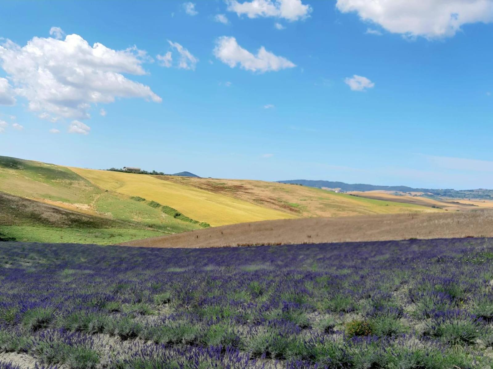 Agriturismo Mandriato Organic Farm in the Tuscan Hills view 5