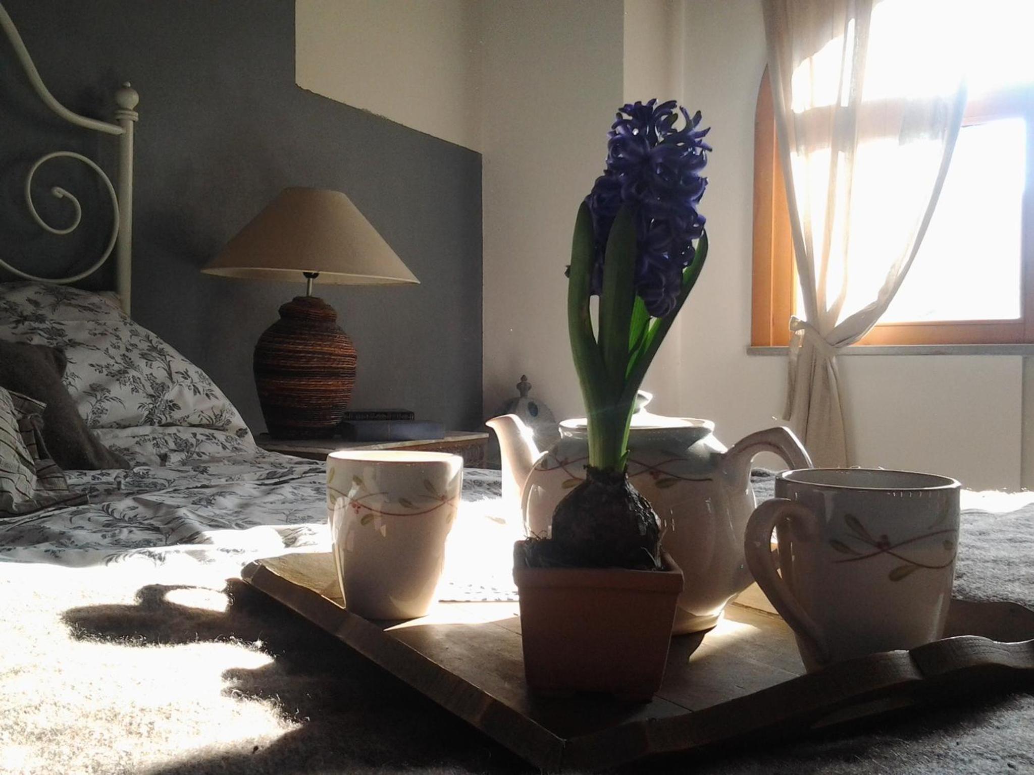 Il Pettirosso B&B