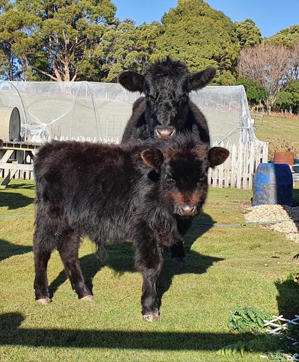 Ruby's Cottage Farm Stay