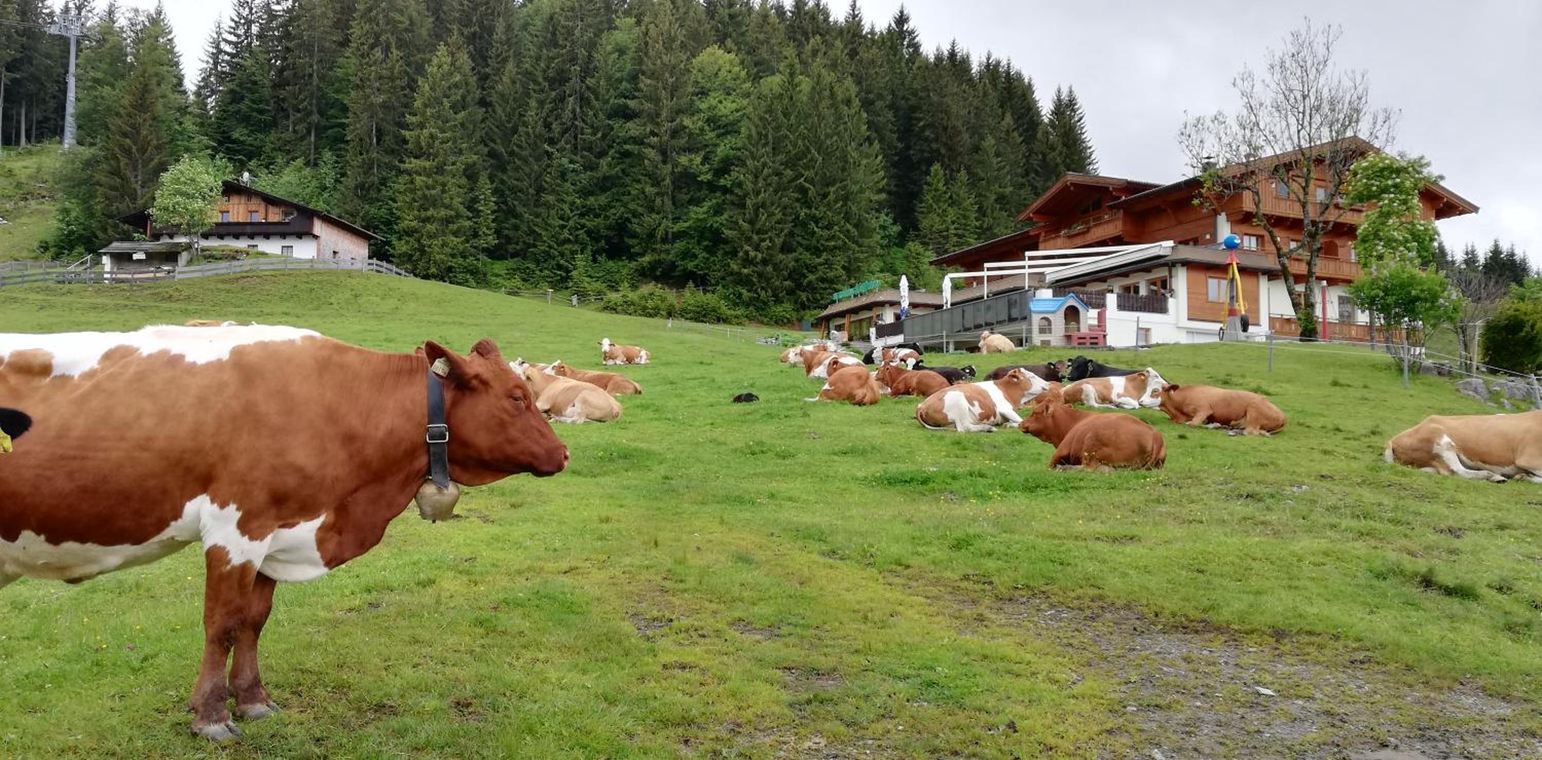 Berghaus Koglmoos