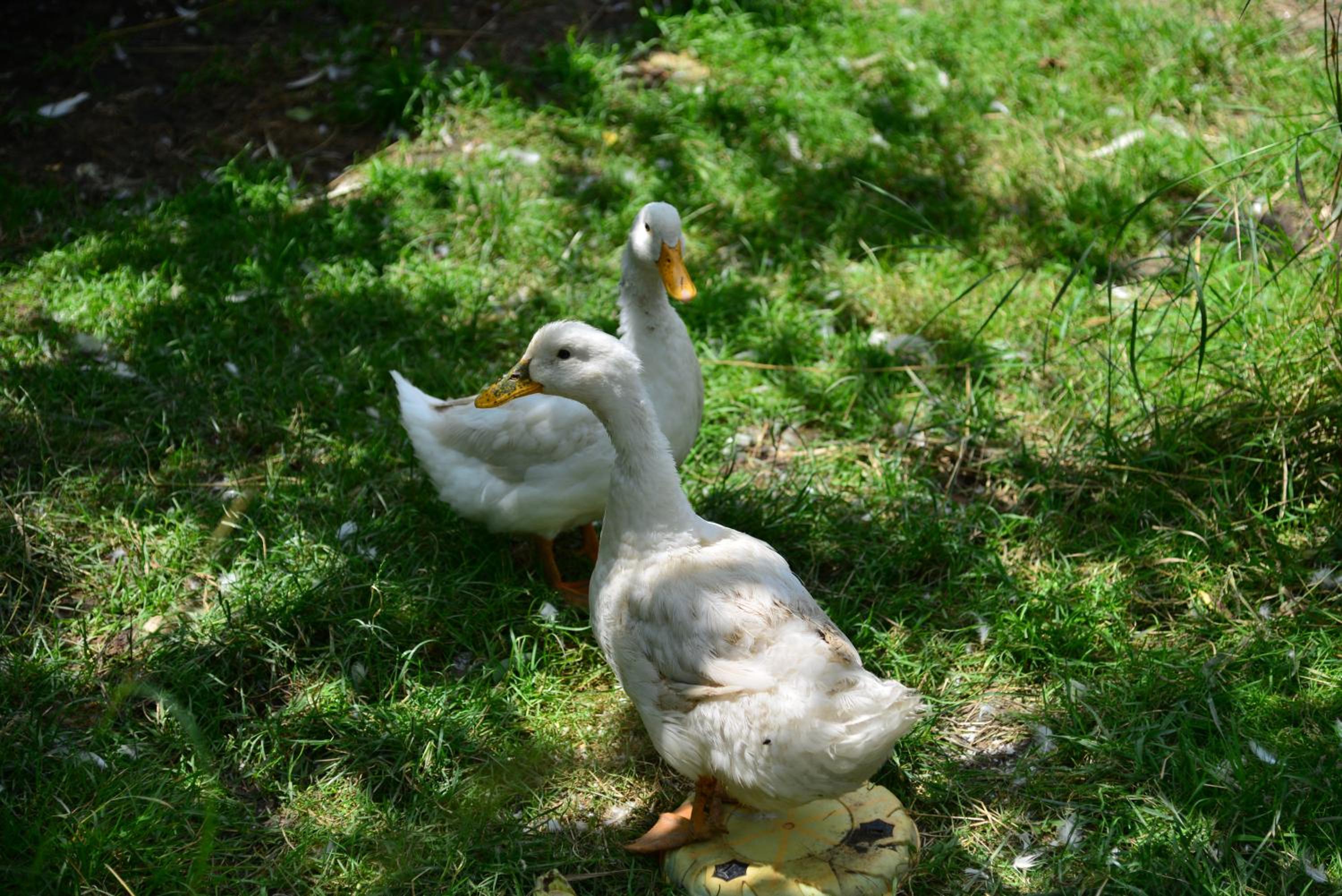 Photo 43