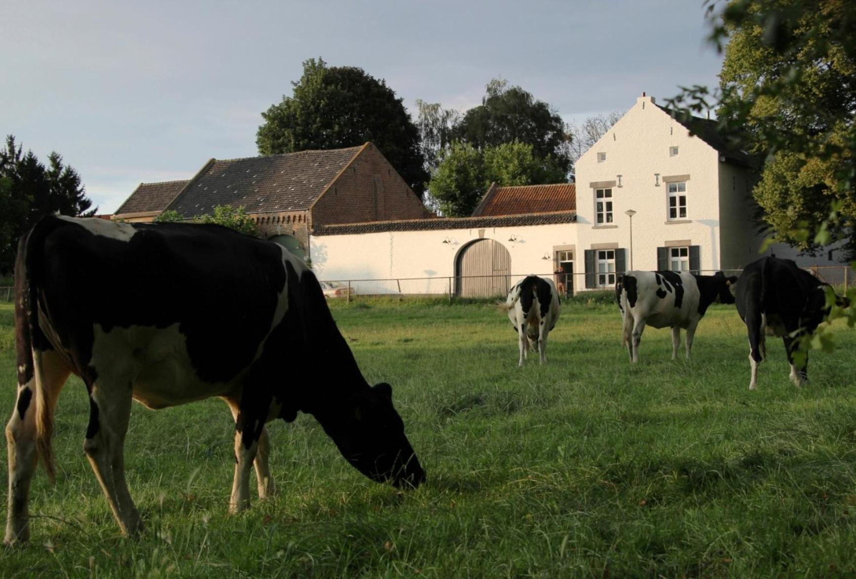 La Vache Contente view 2