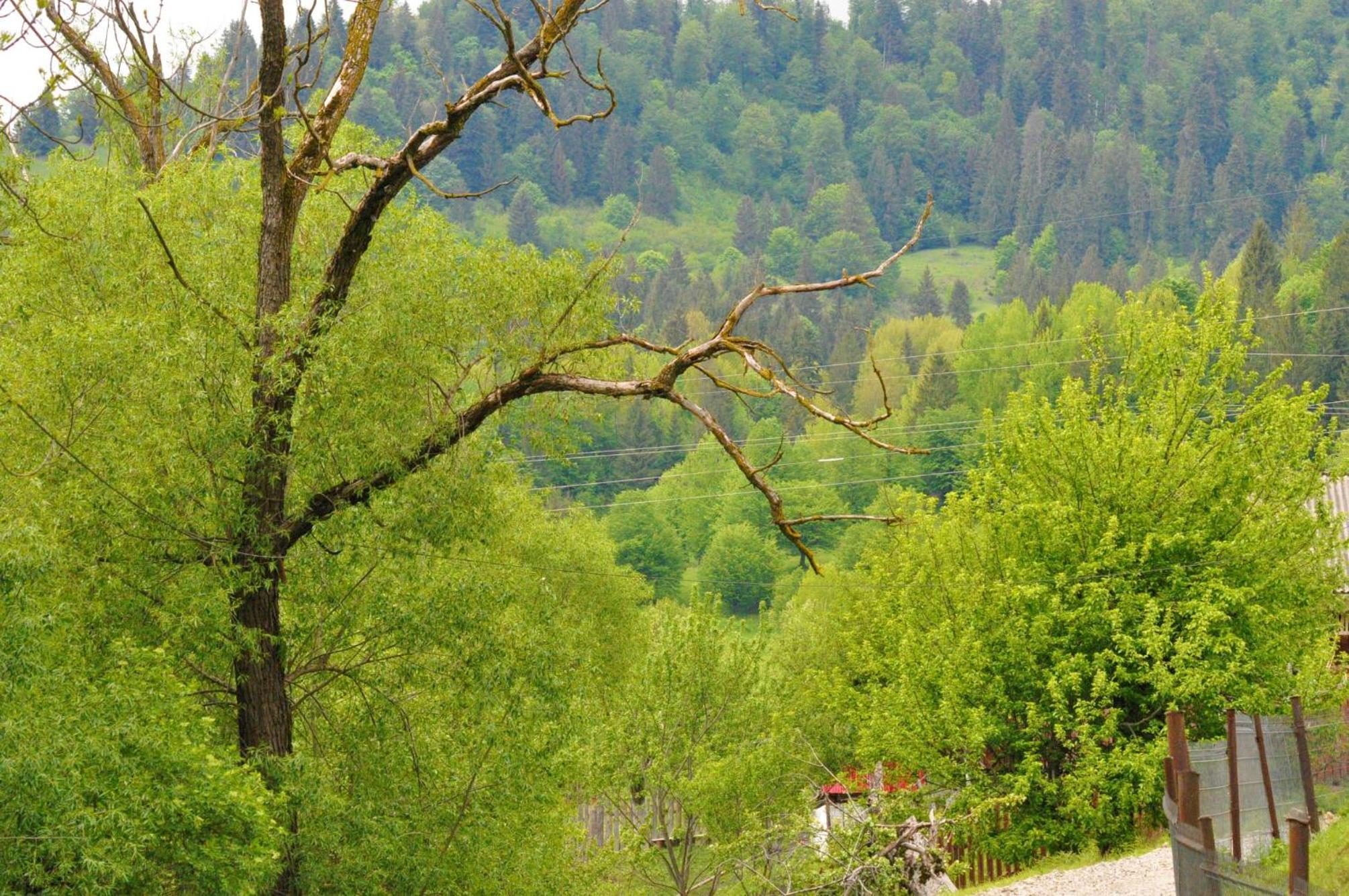 Photo 50
