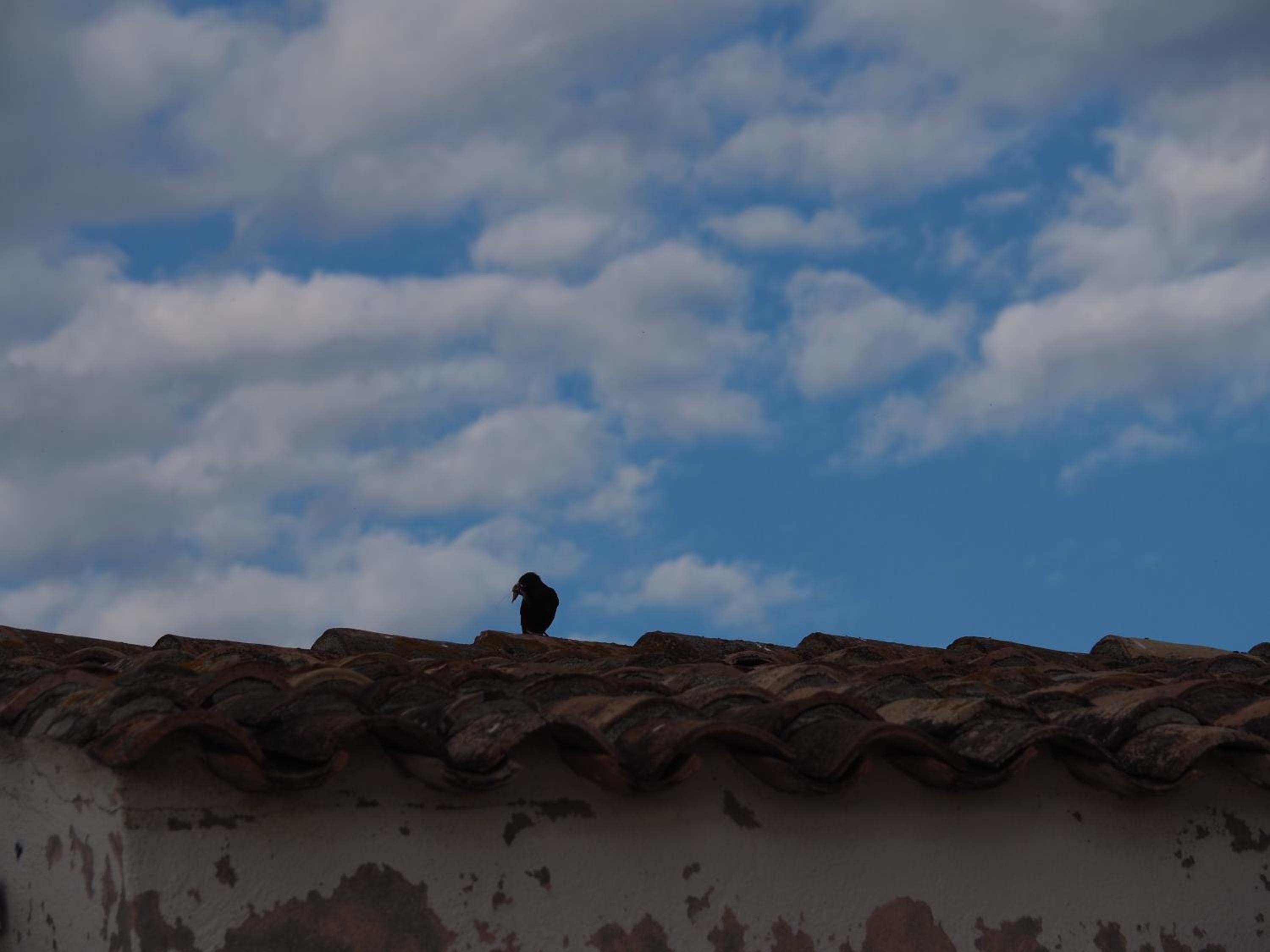 Photo 52