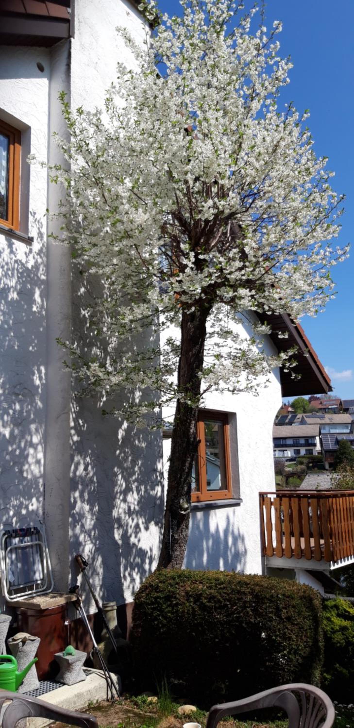 Haus Levi