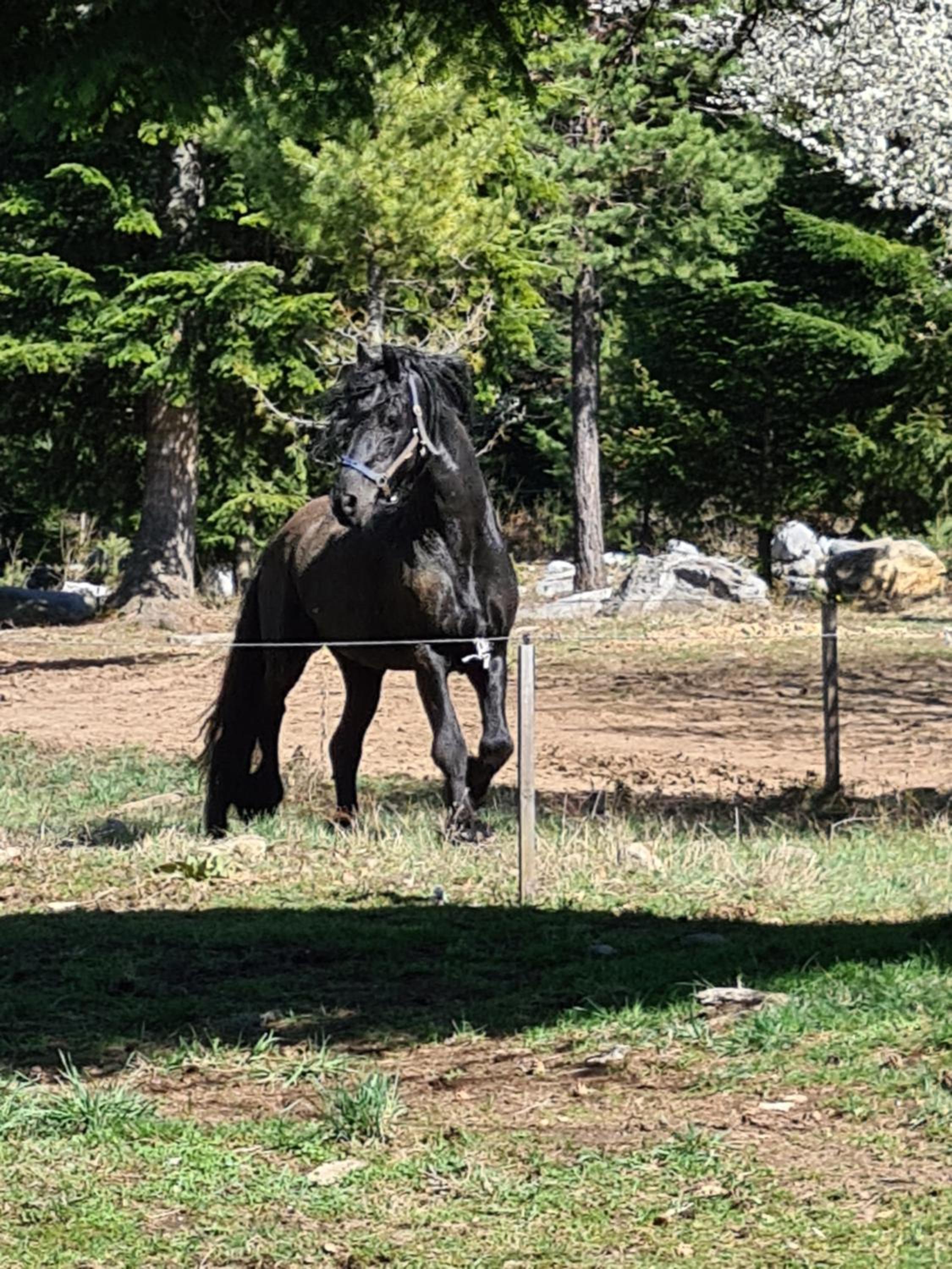 Horse Riding Club Pirin view 3