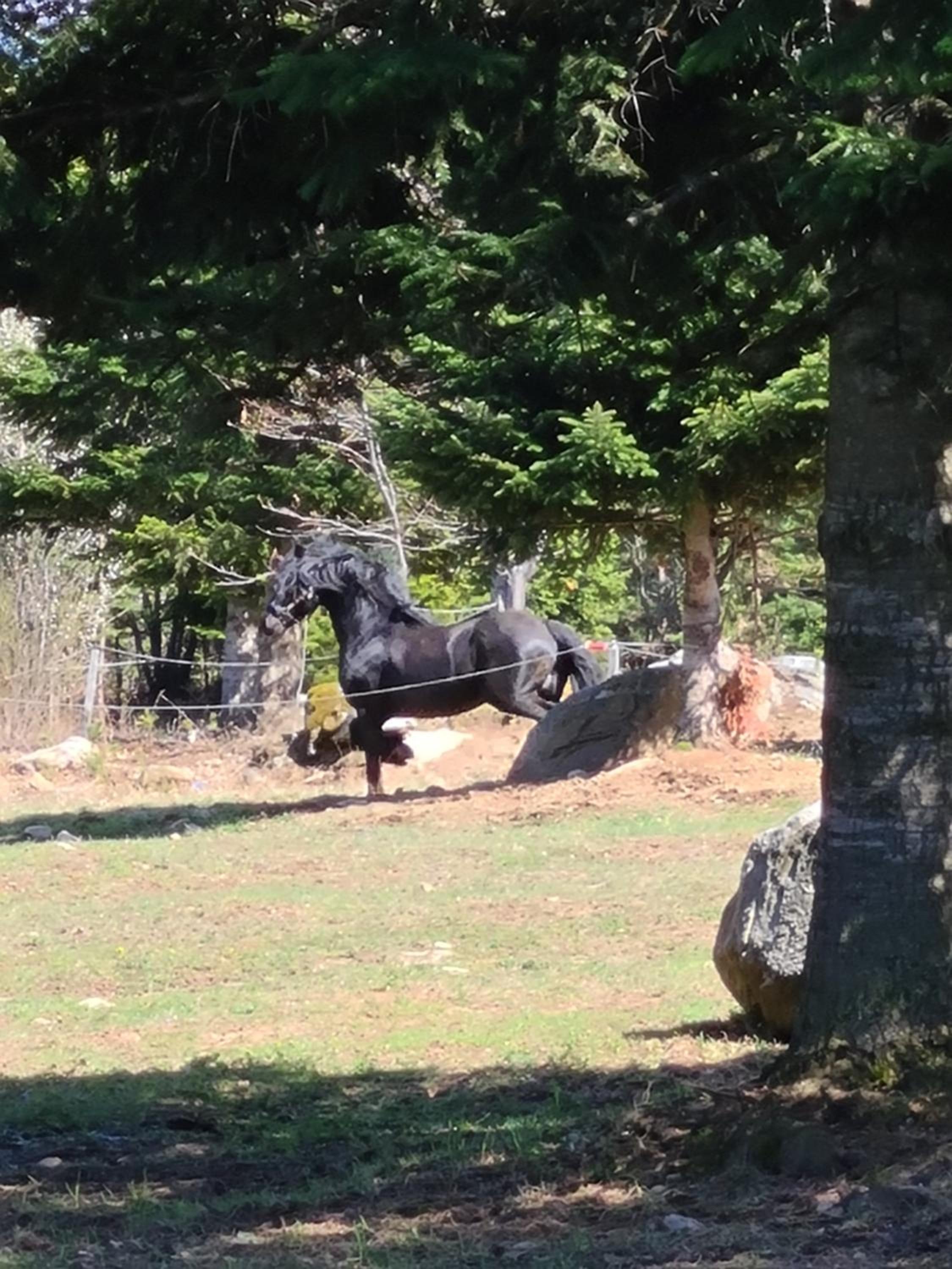 Horse Riding Club Pirin view 2