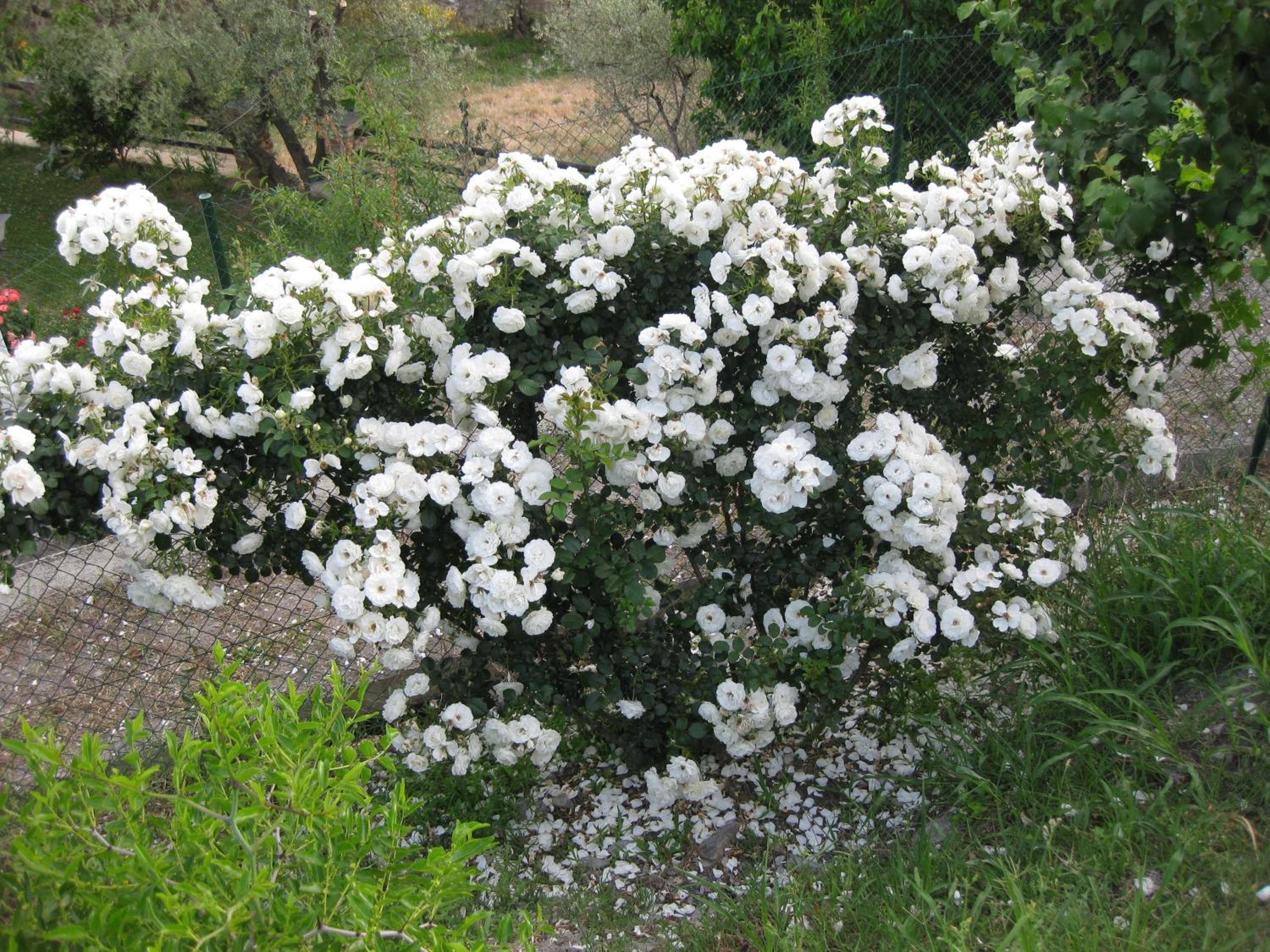Photo 30