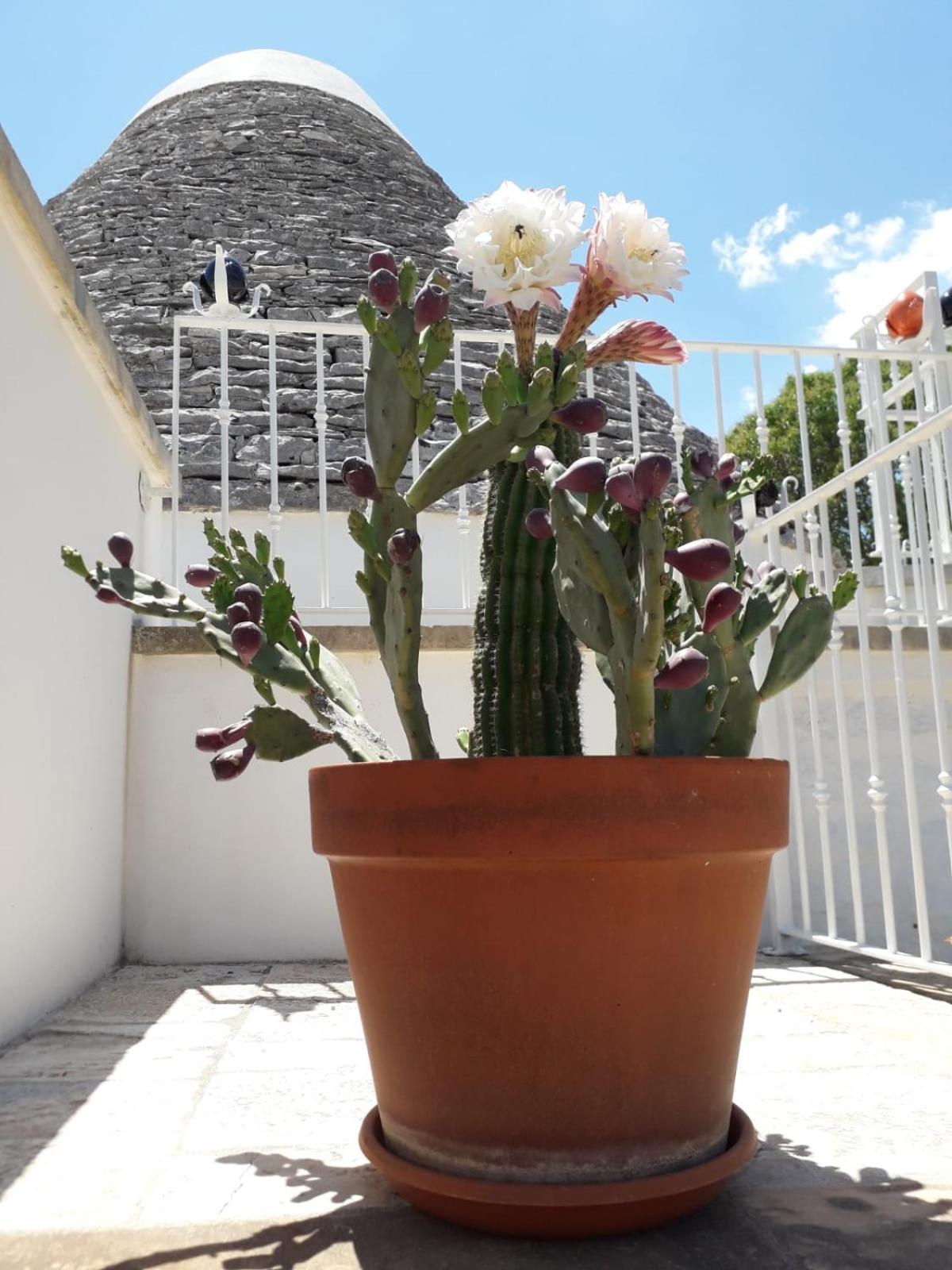 B&B Masseria Nuove Caselle