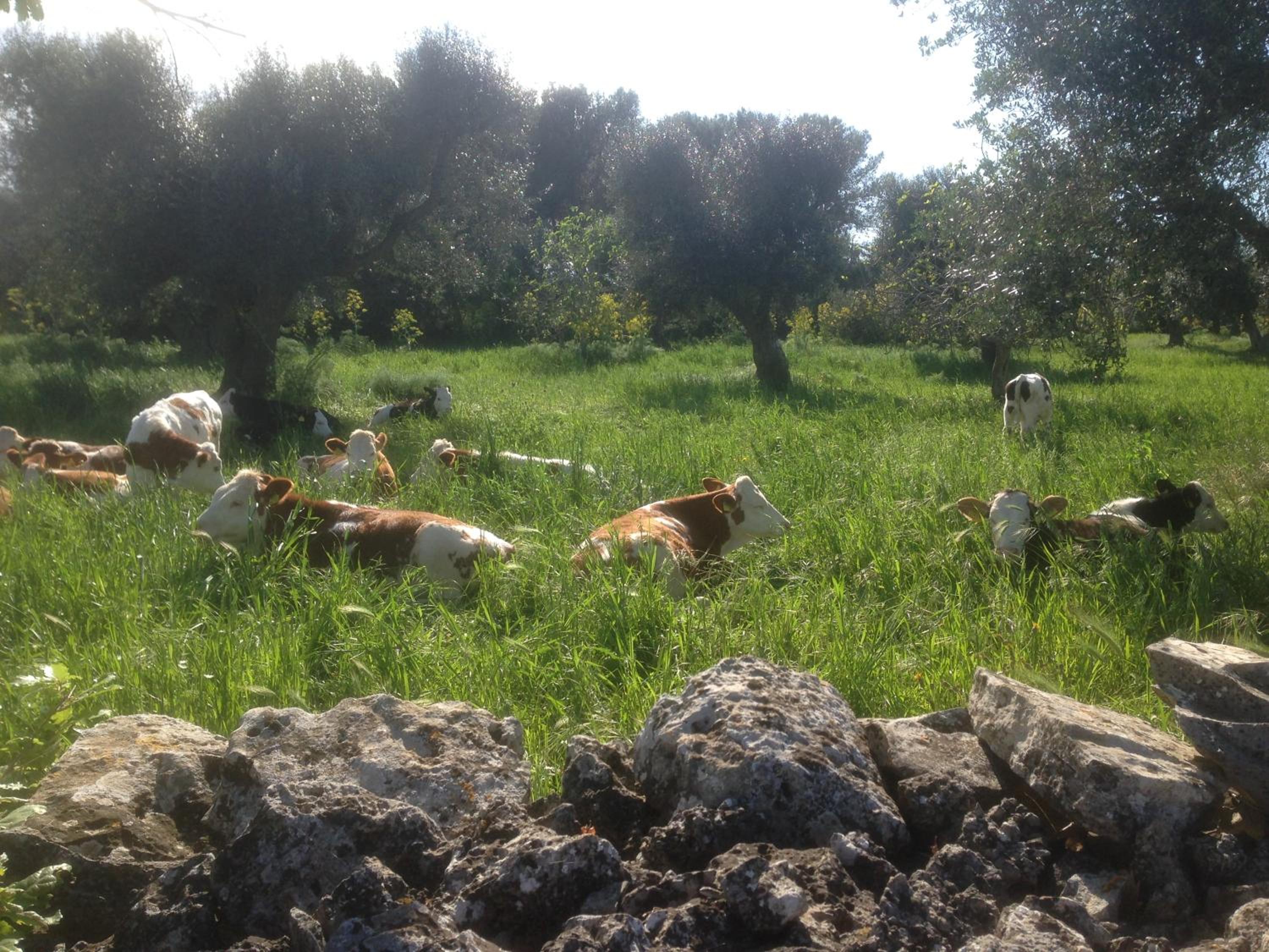 B&B Masseria Nuove Caselle