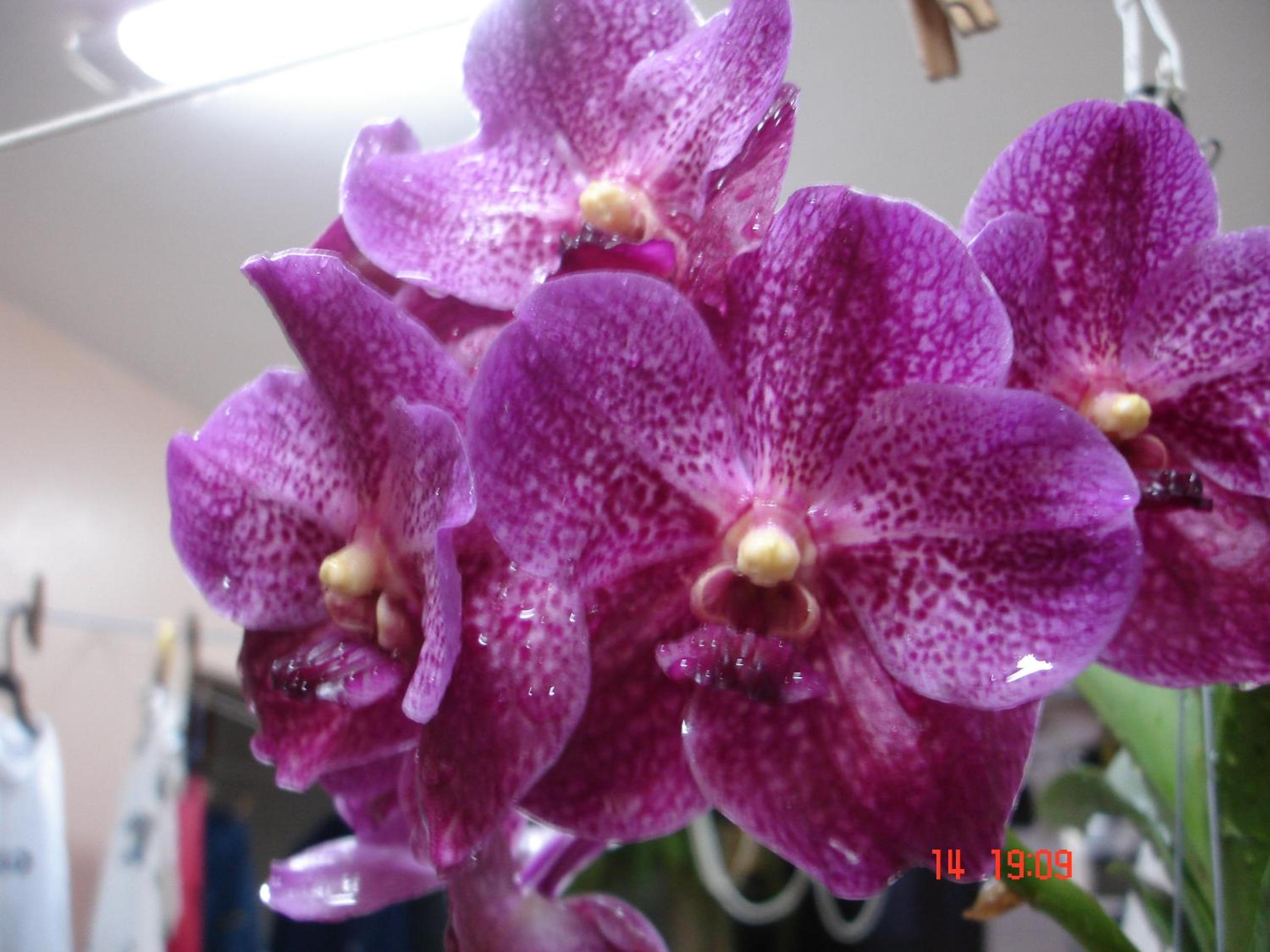 Pousada das Orquideas de Jau, photo 19