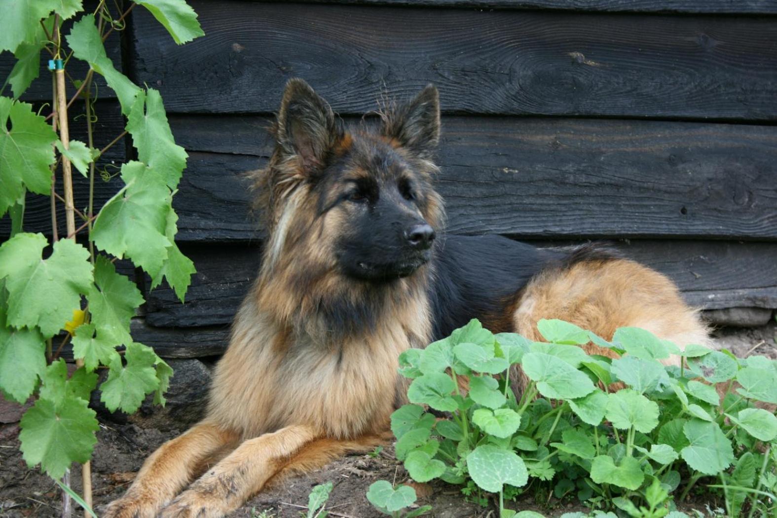 Photo 44
