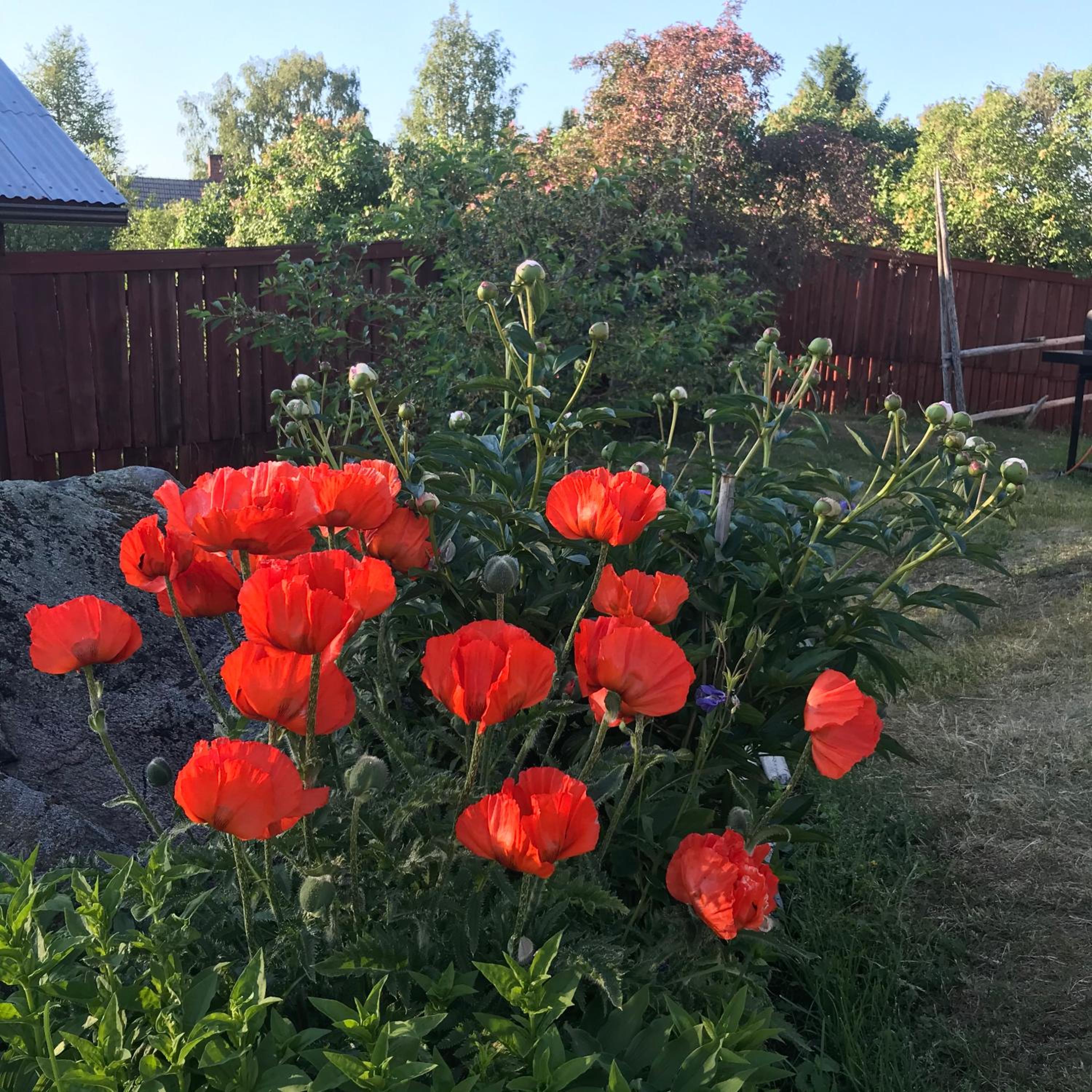 Citymökki