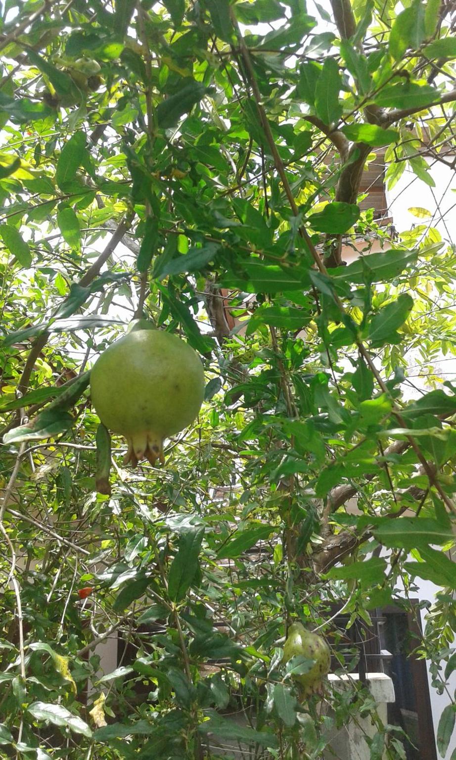 Photo 26