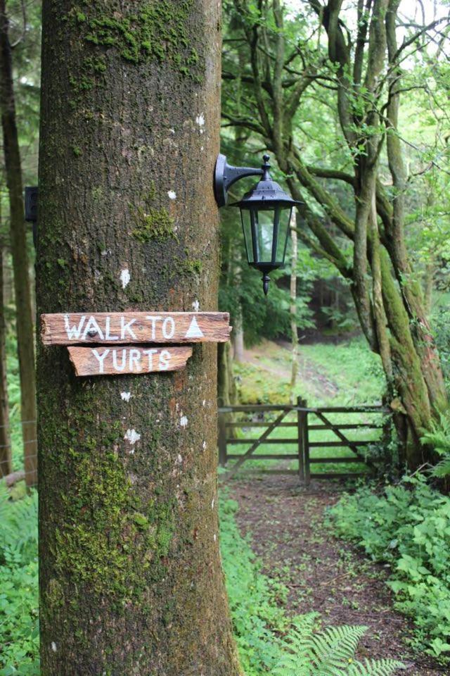Llethrau Forest & Nature Retreats view 5