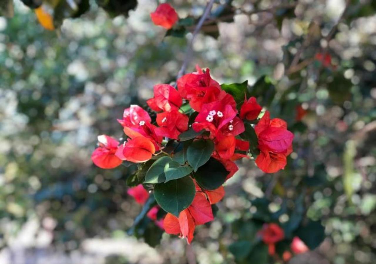 Pousada Halliny do Rosa