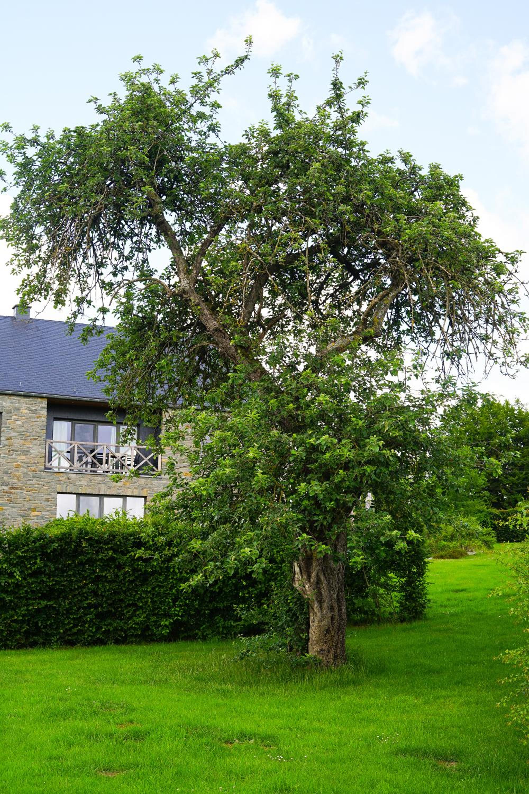 Domaine du Vieux Chêne