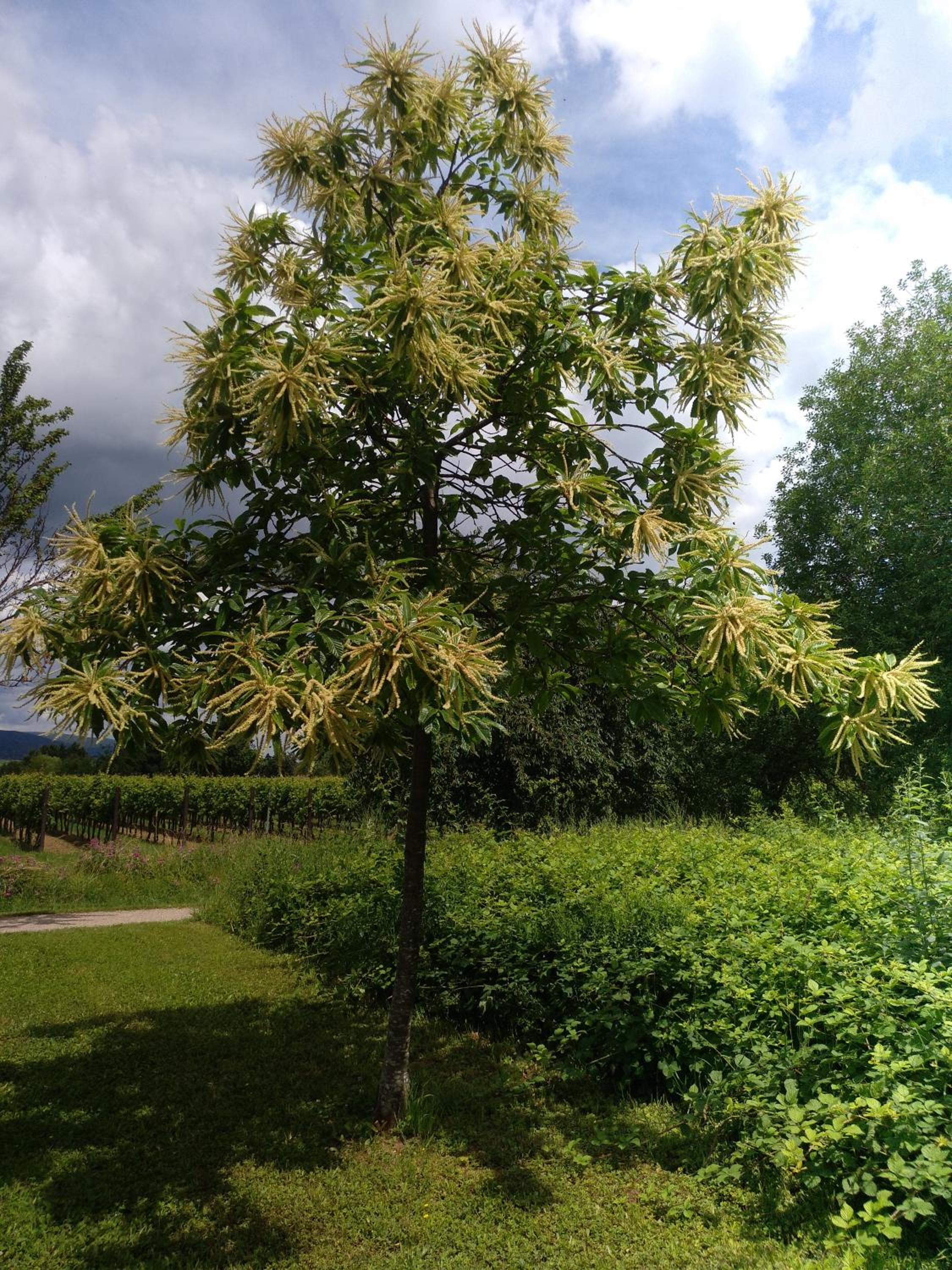 Kakteengarten