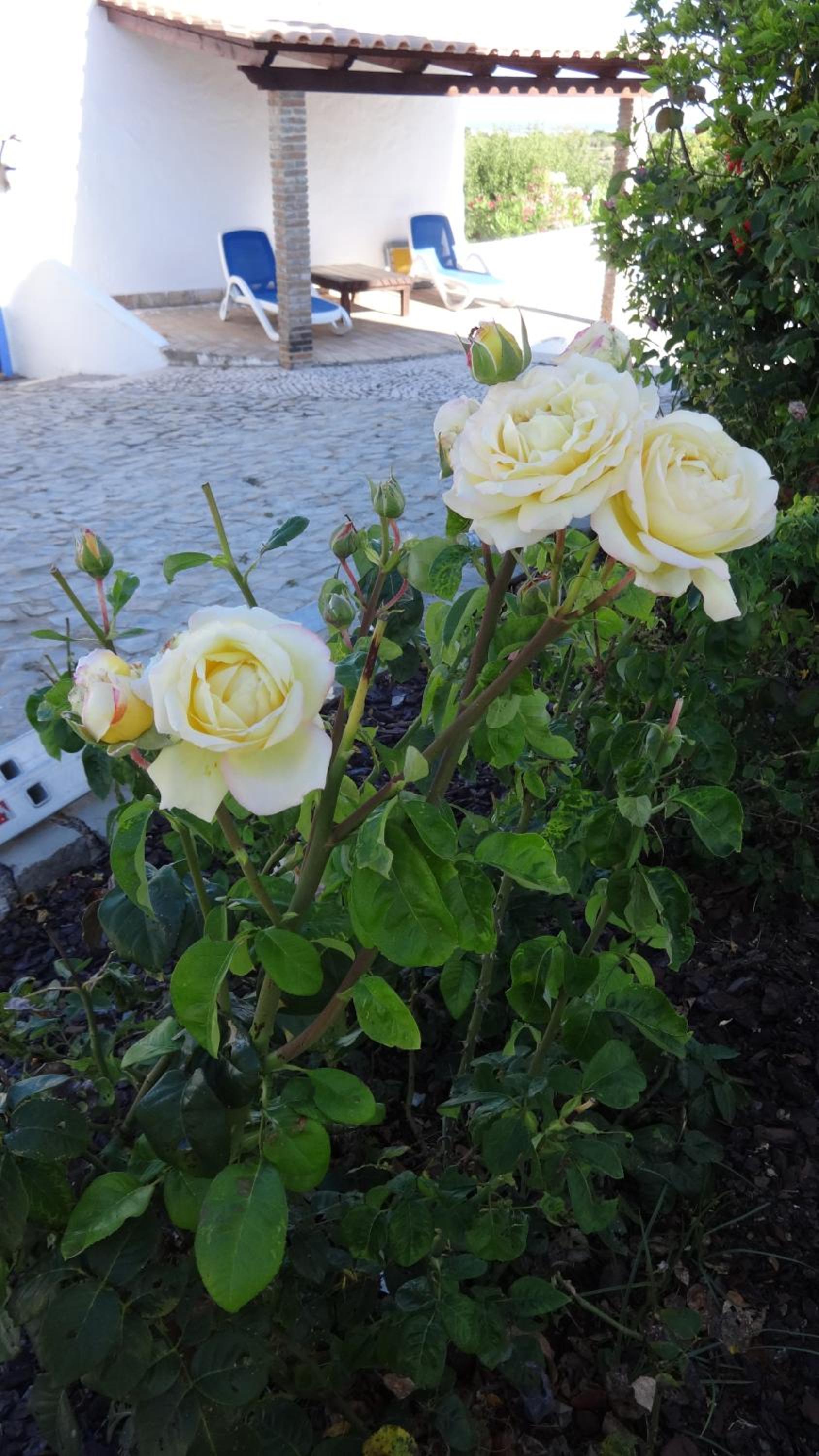 Photo 36