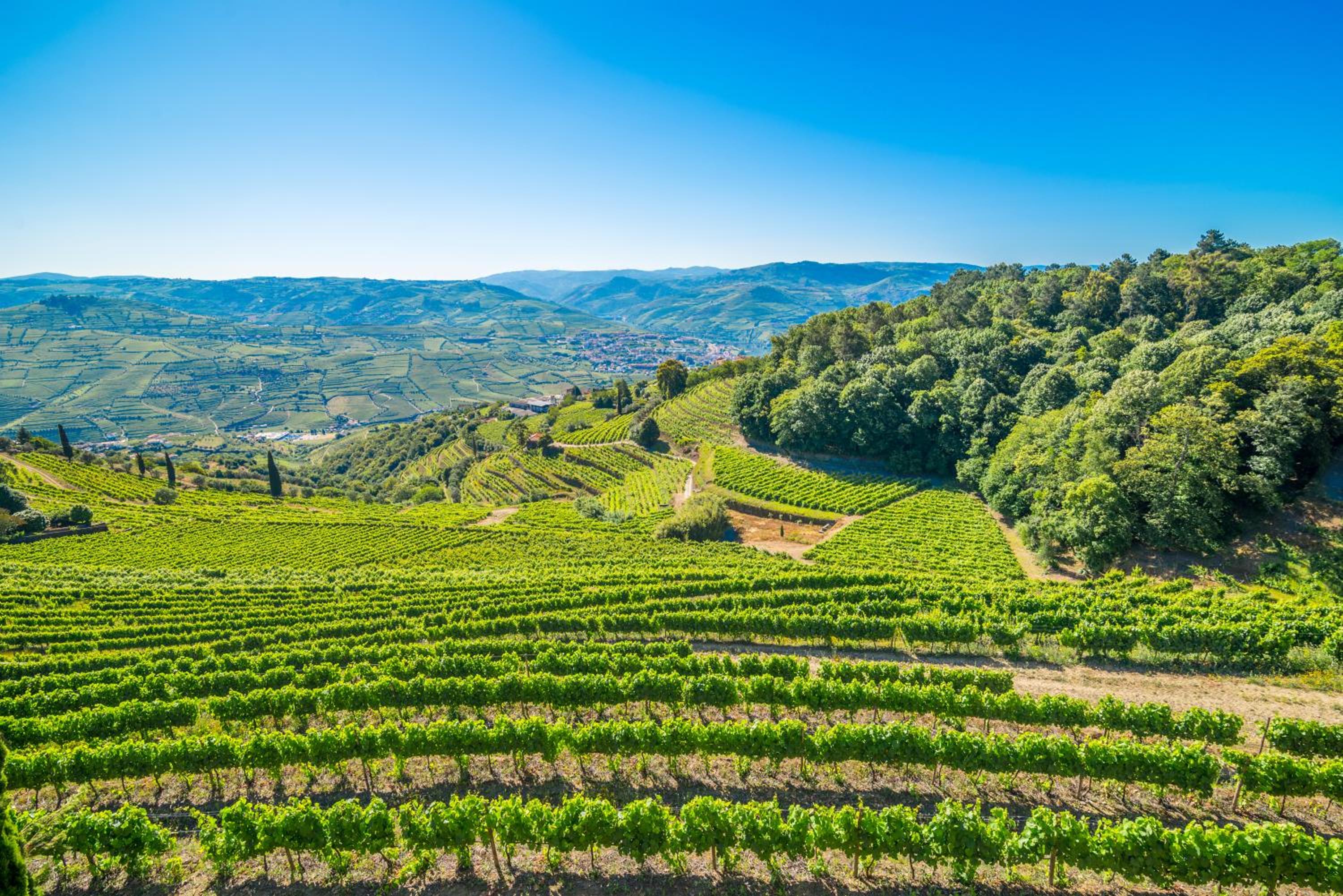 Quinta de Santa Júlia view 3