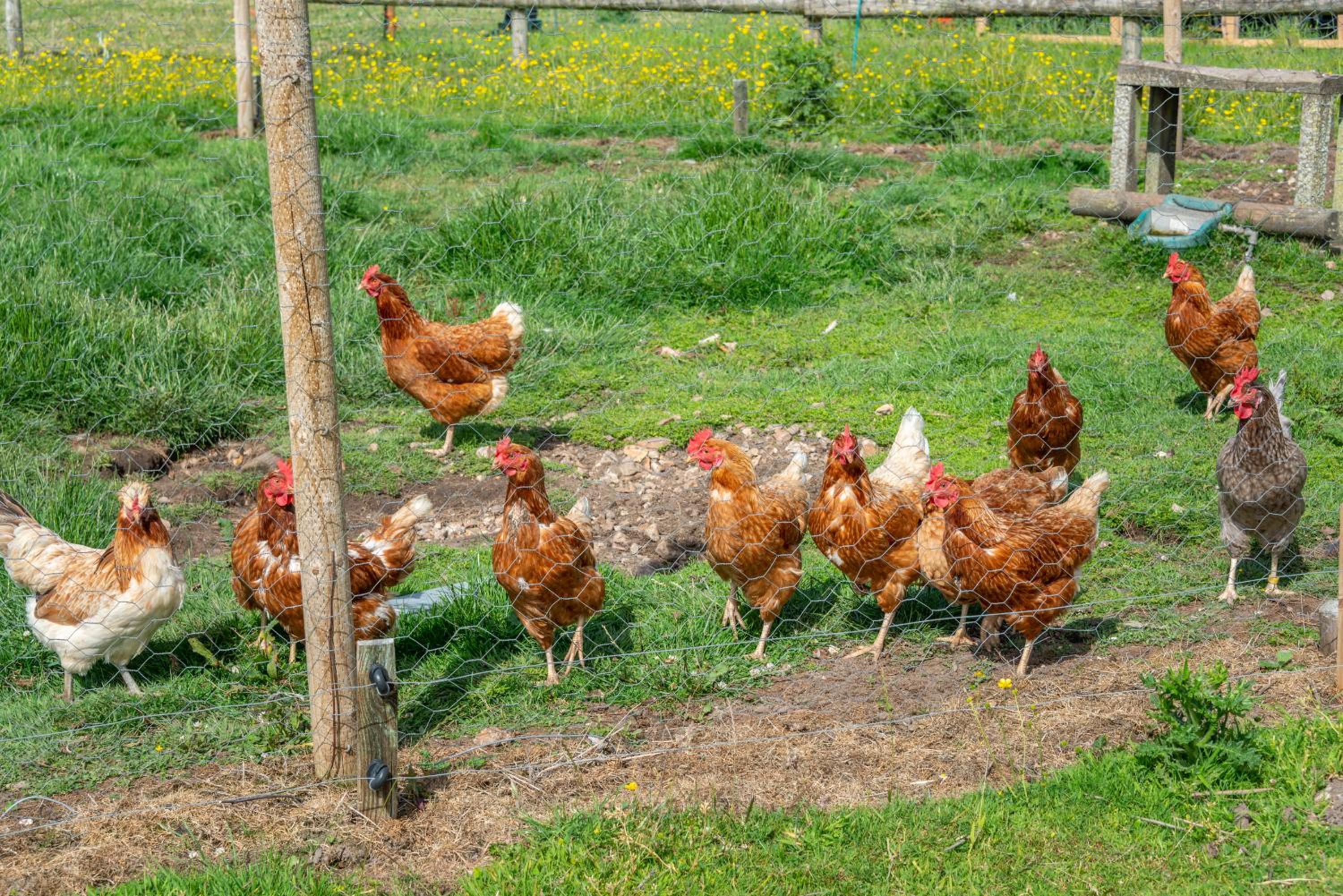 Nutley Farm