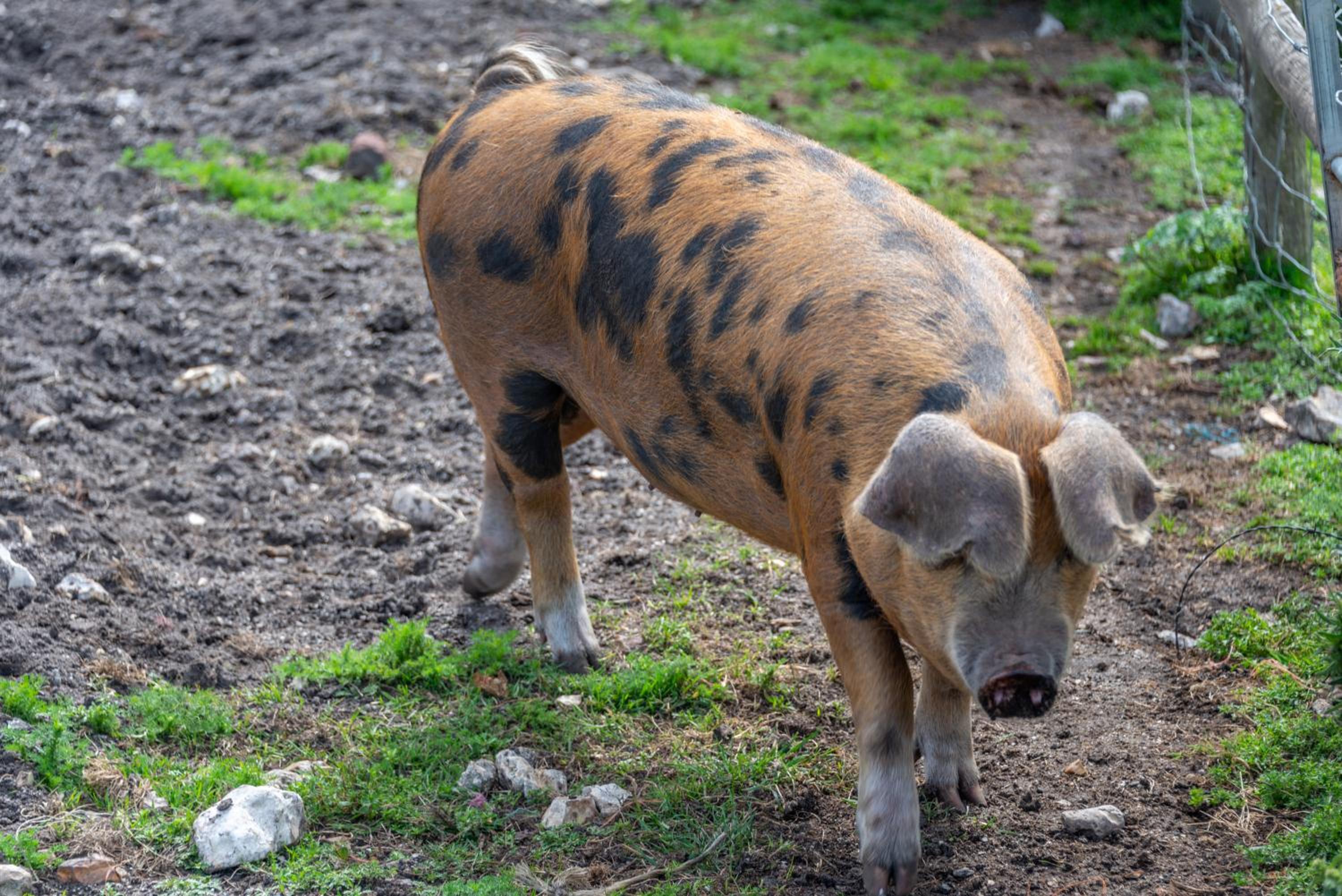 Nutley Farm
