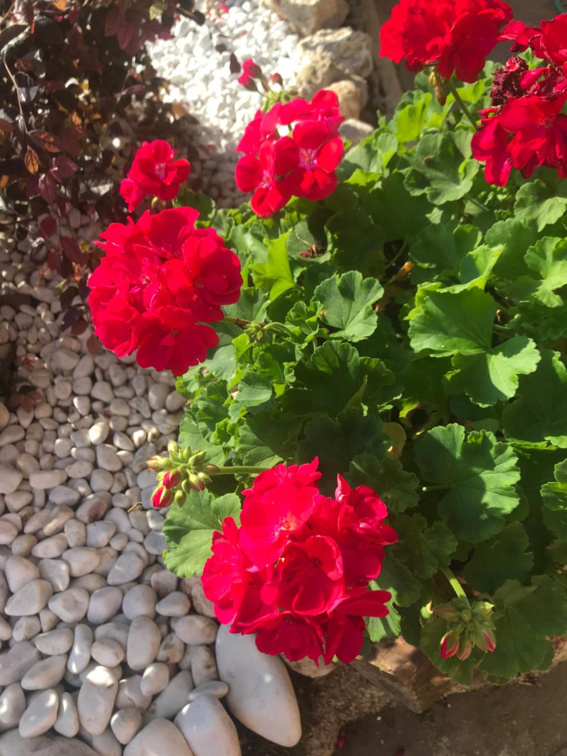 Le Bassotte b&b photo 3