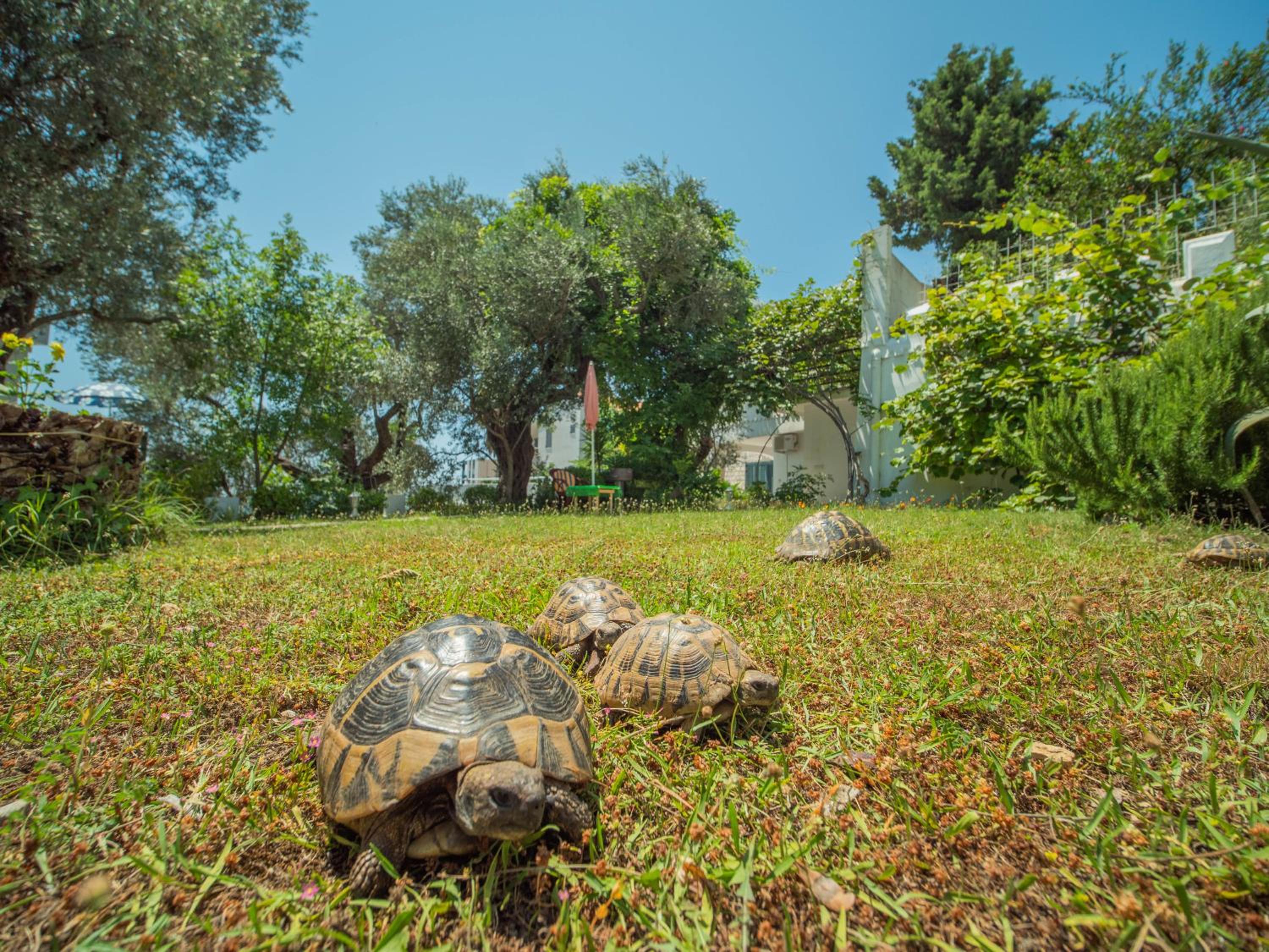 The Turtles Garden view 3