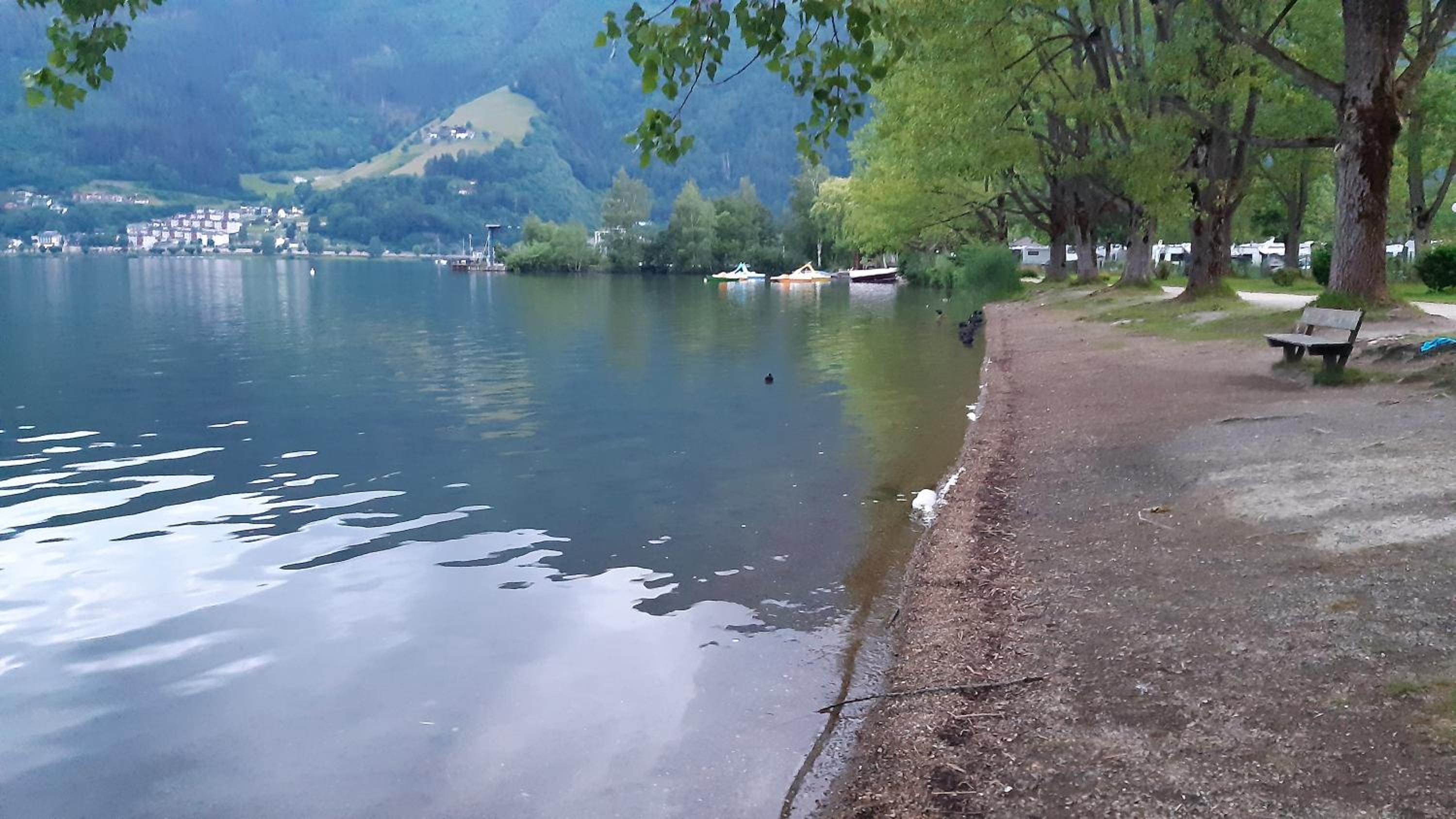 Wildente am See