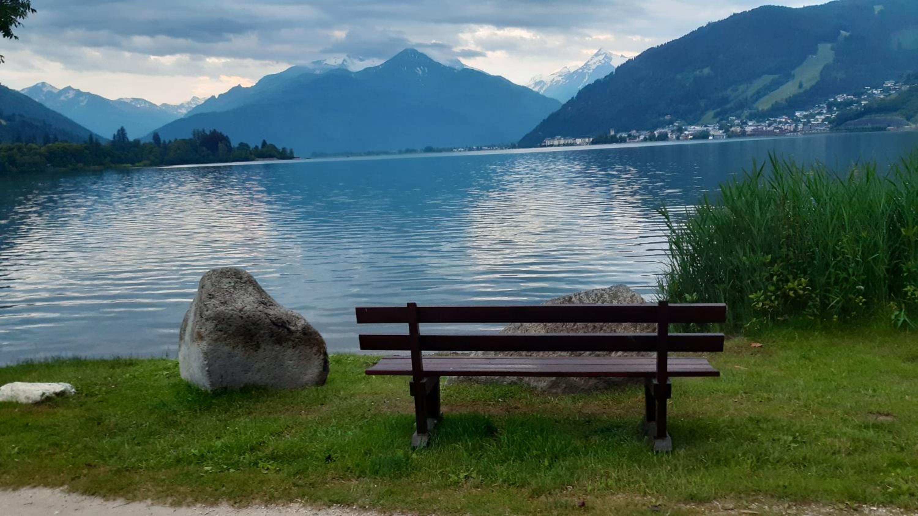 Wildente am See