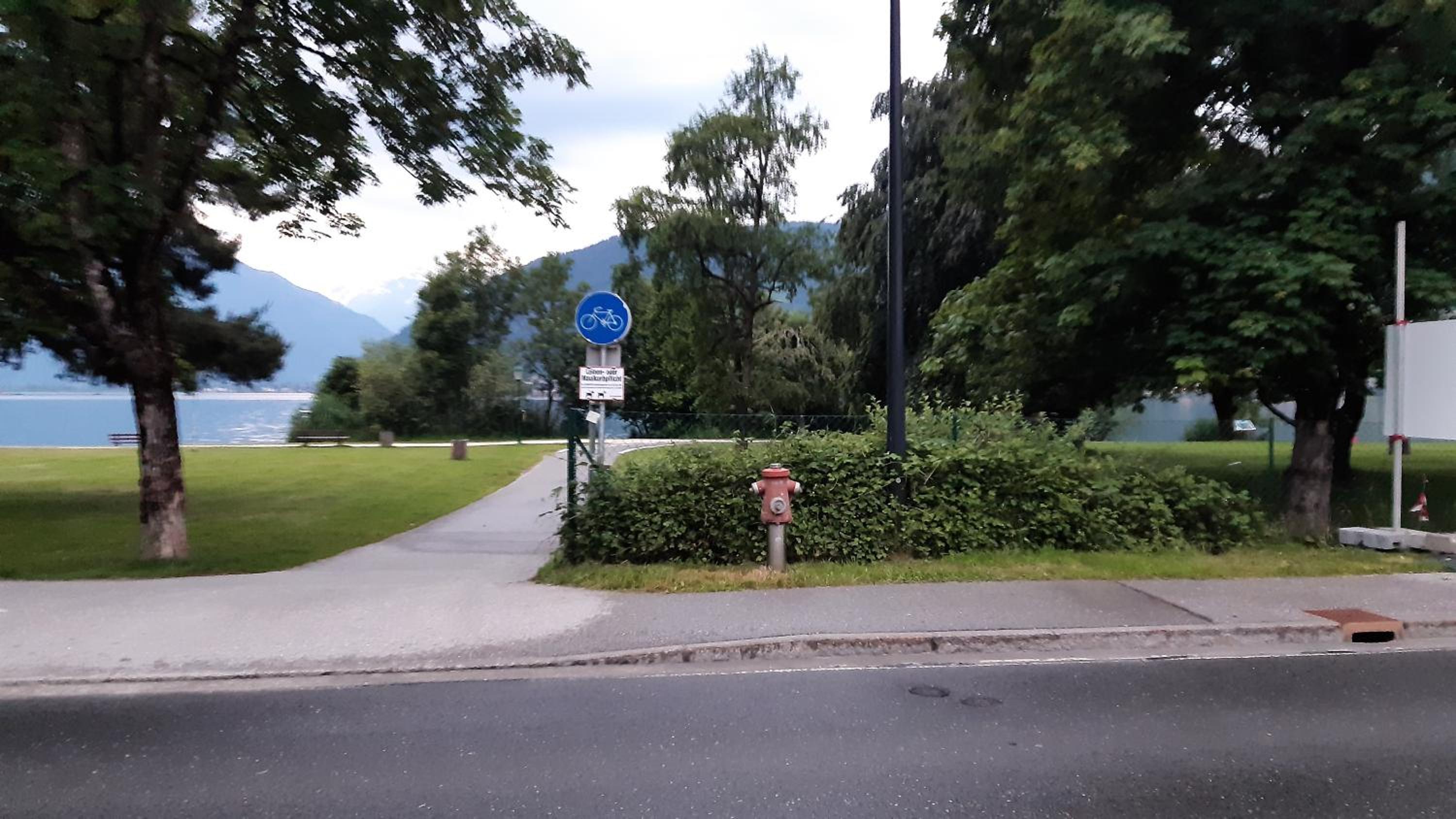 Wildente am See