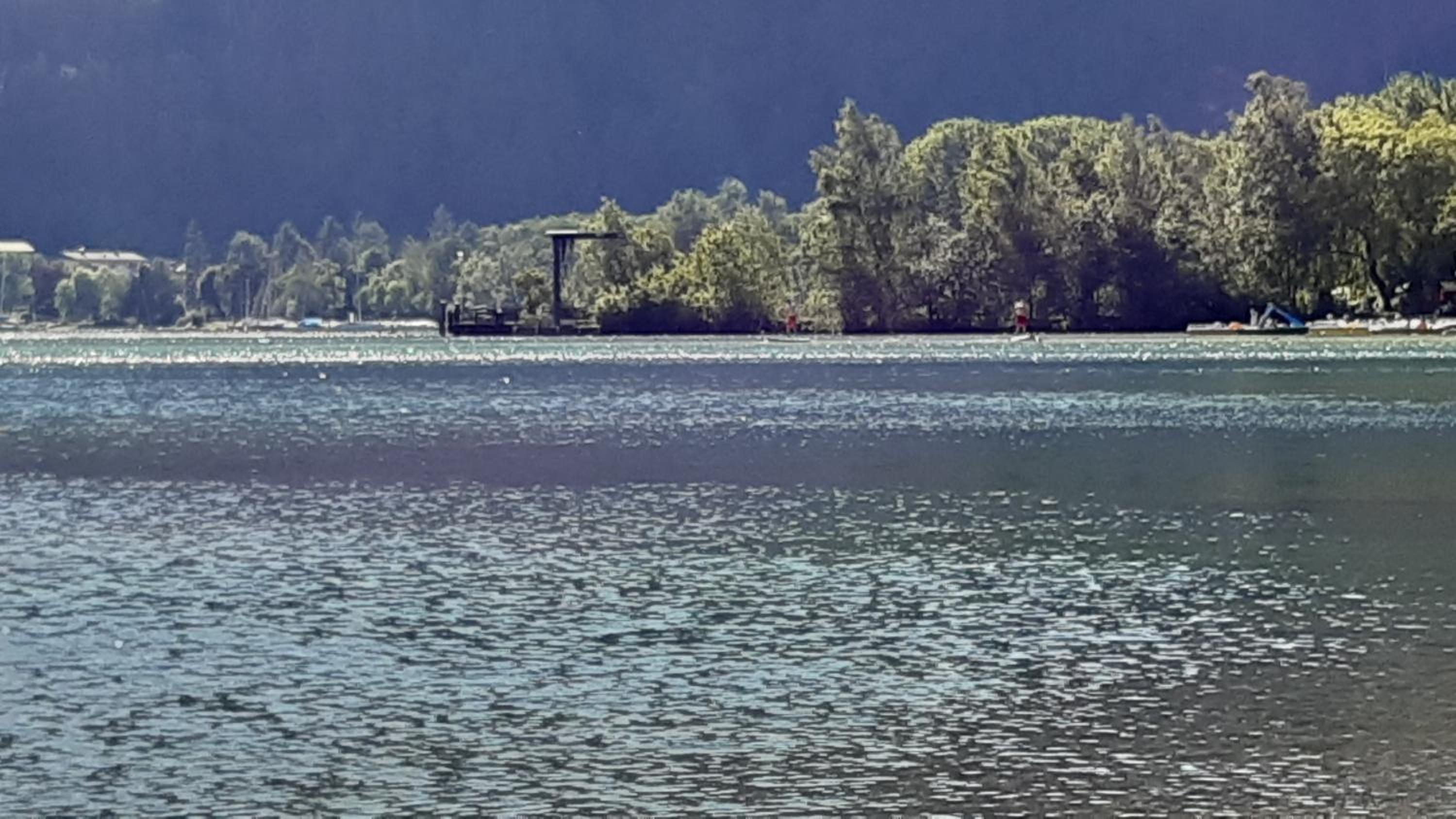Wildente am See