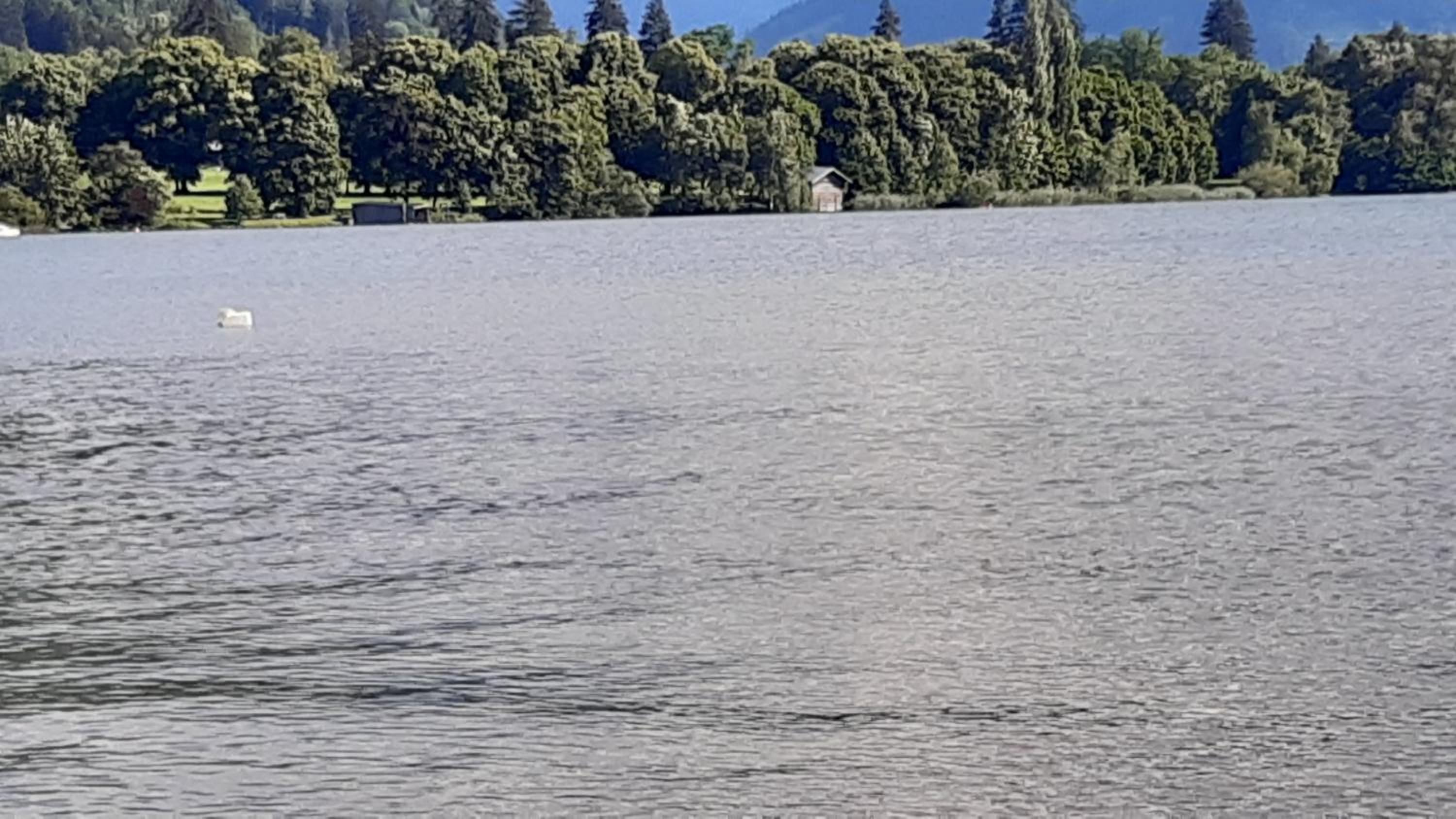 Wildente am See