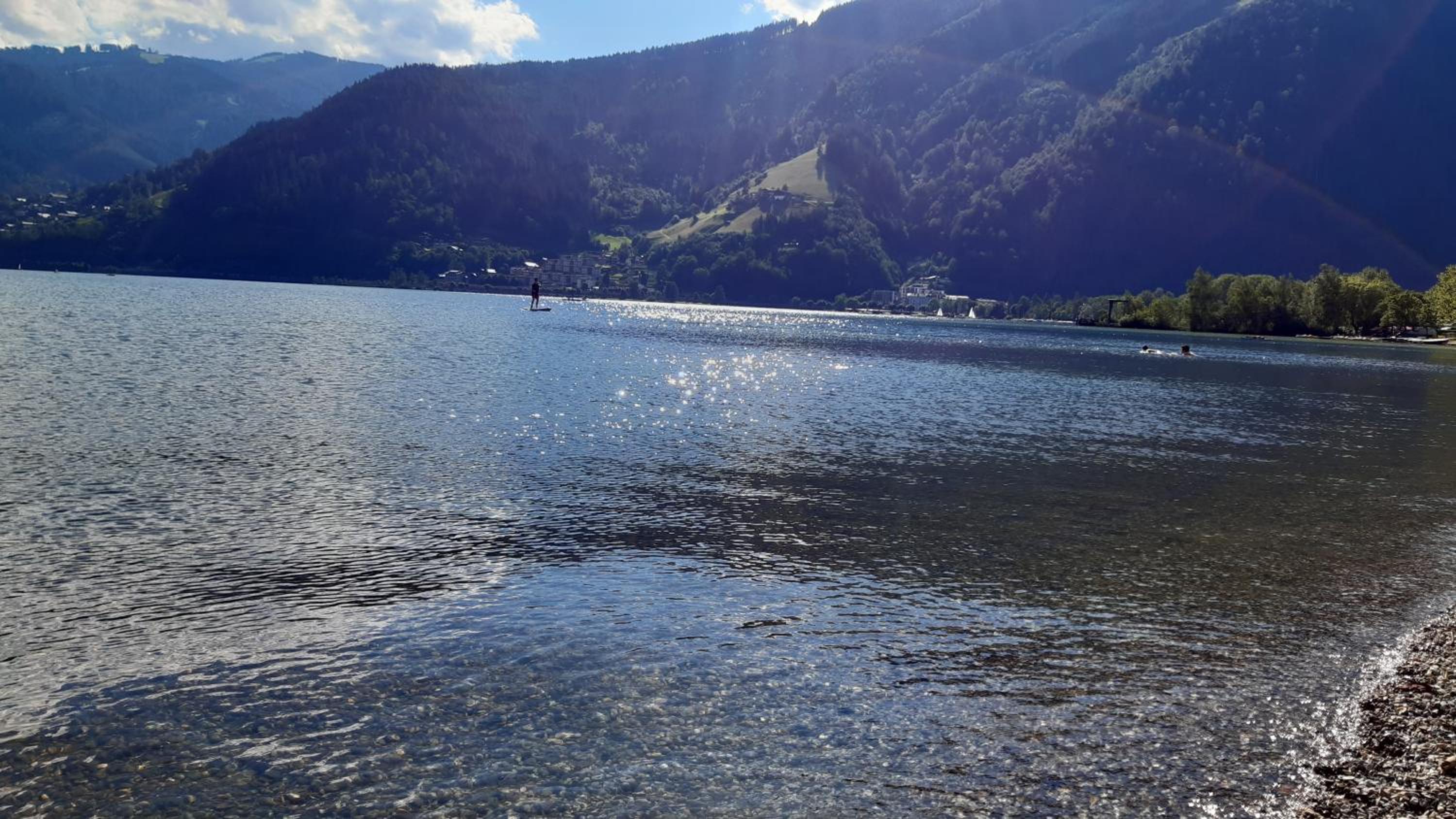 Wildente am See