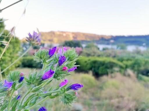 Masseria Sardo Pozzuoli view 5