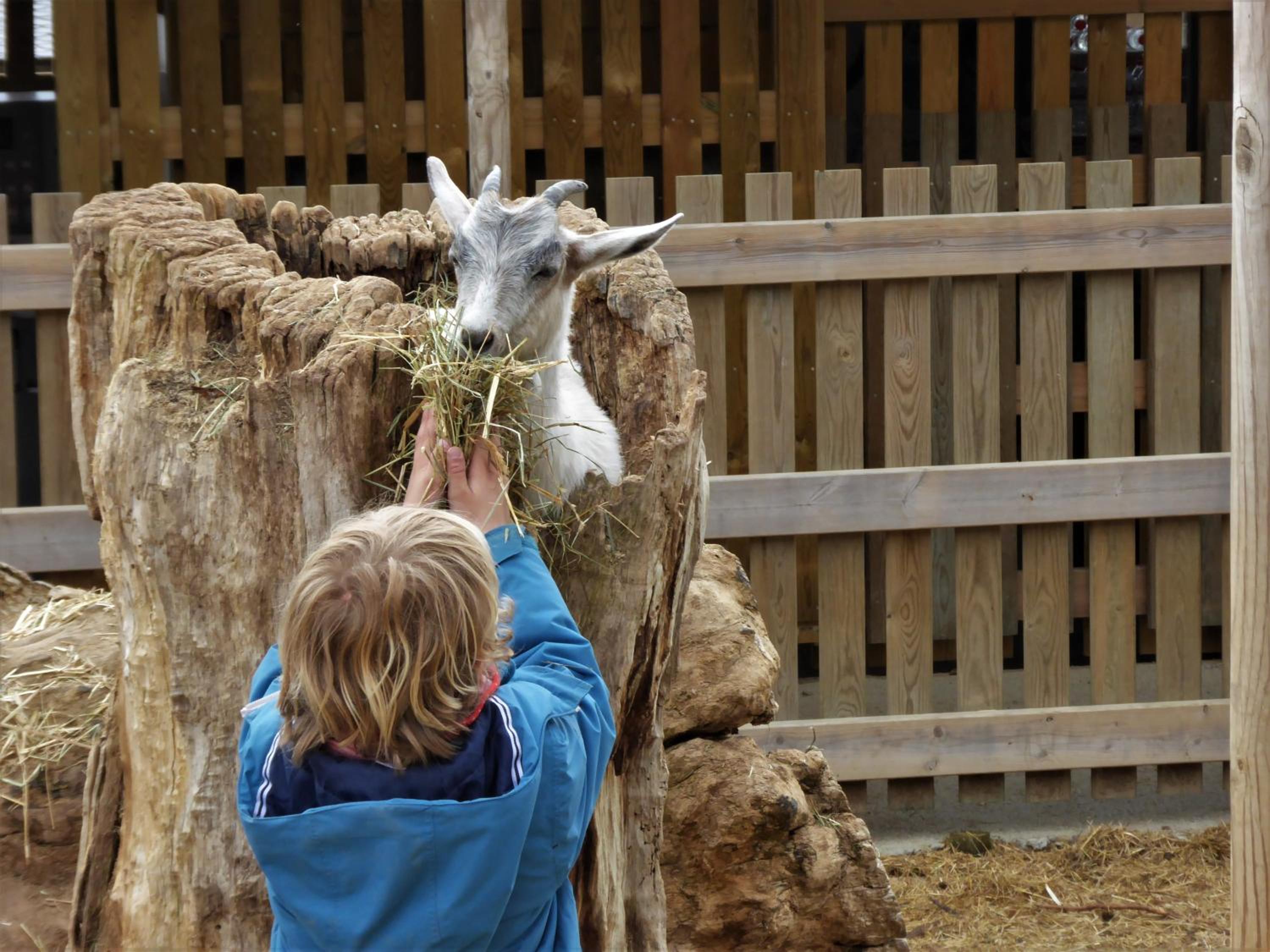 Cerdanya Viva Ecoestades