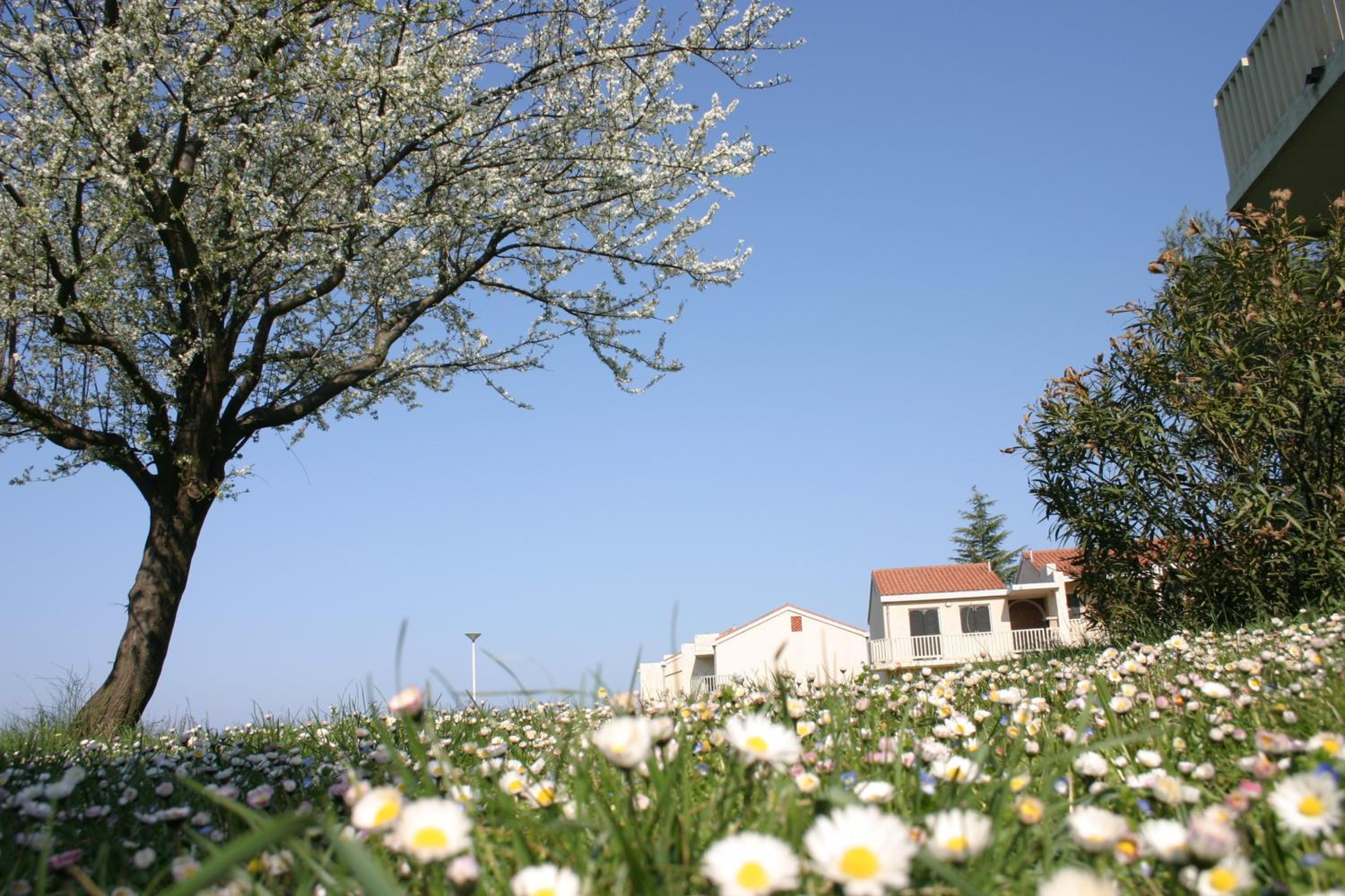 Apartments Katoro Plava Laguna