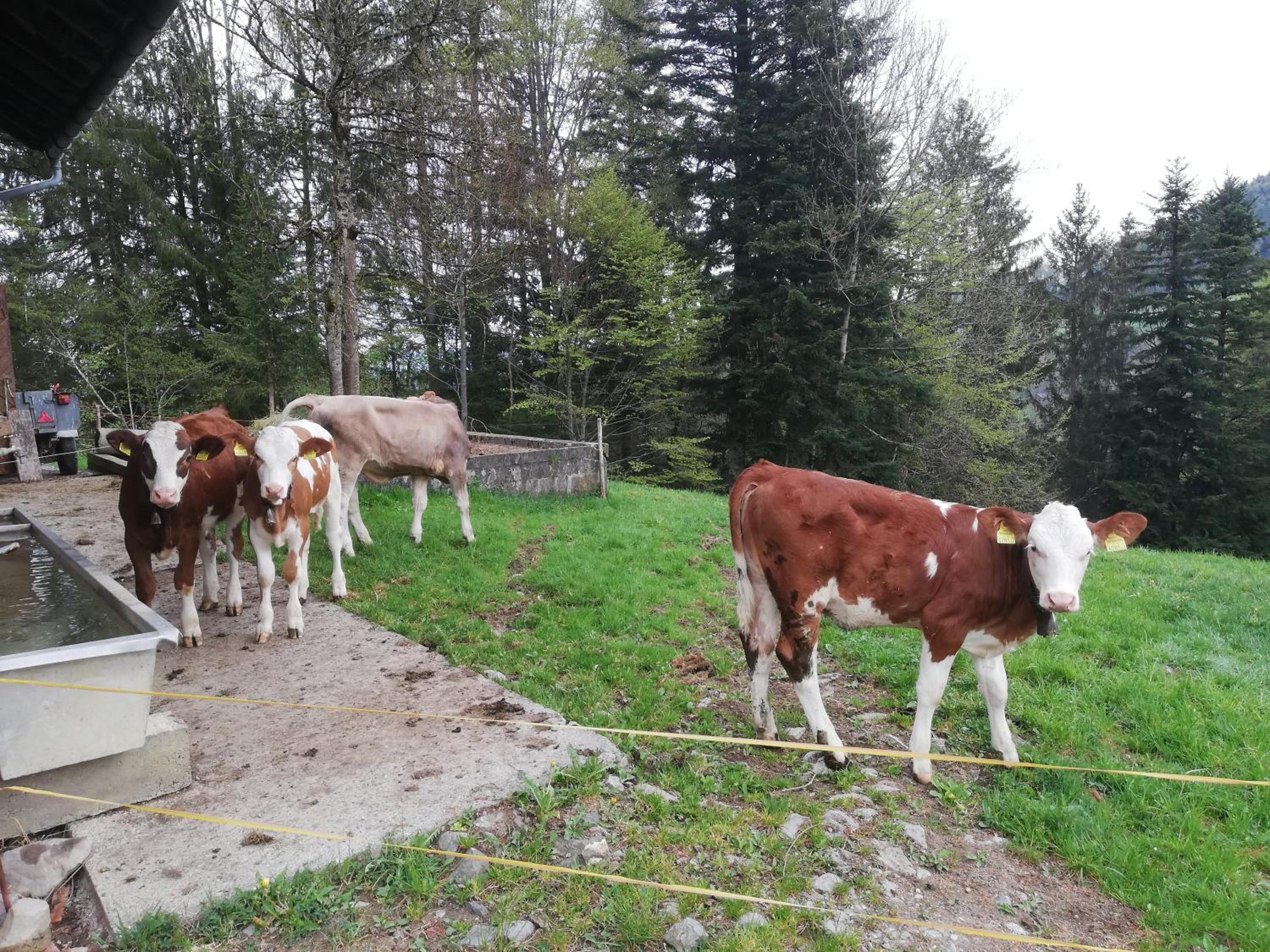 Ausblickhof Ferienwohnung en Egg